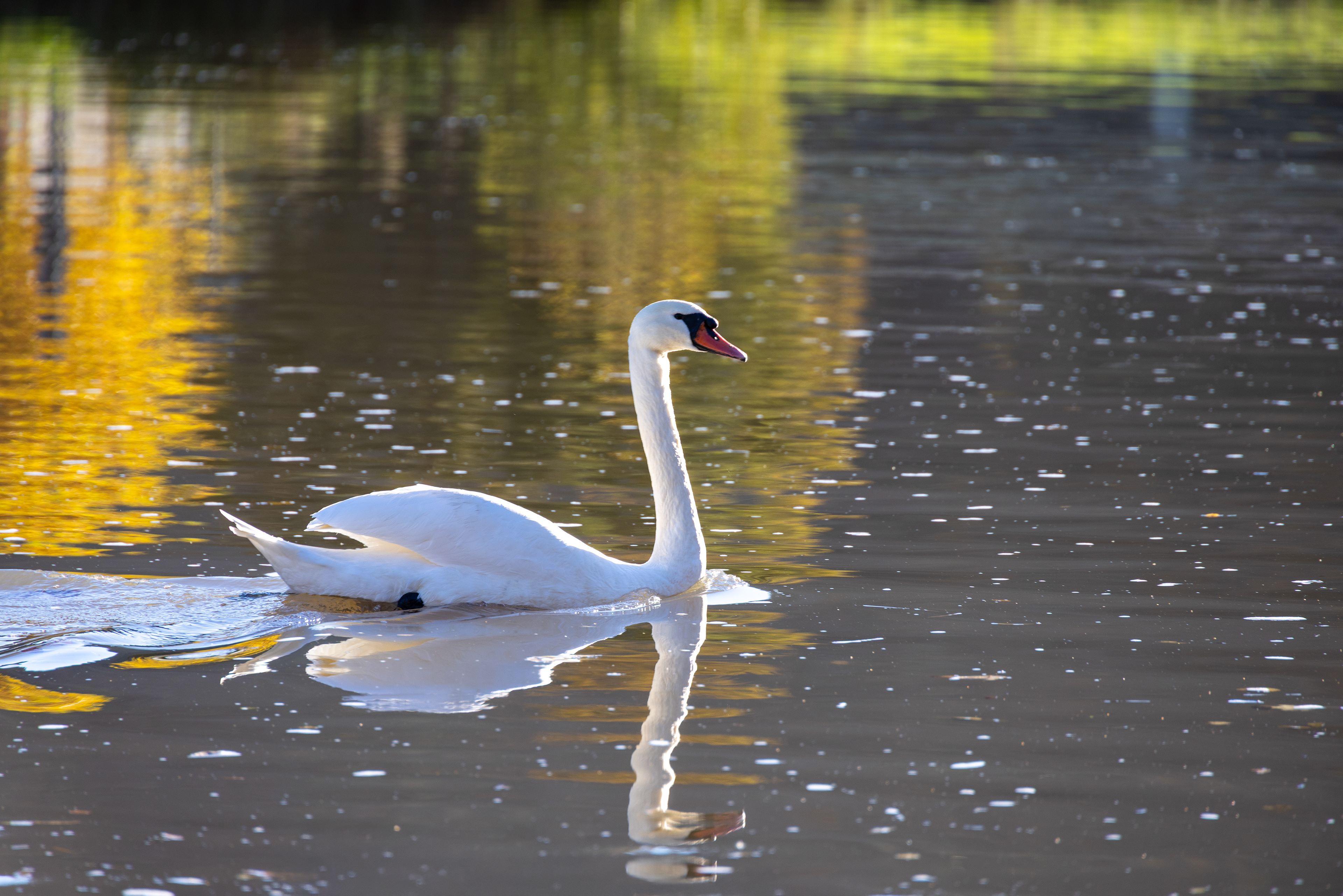 Swan on the Mosel river, Germany