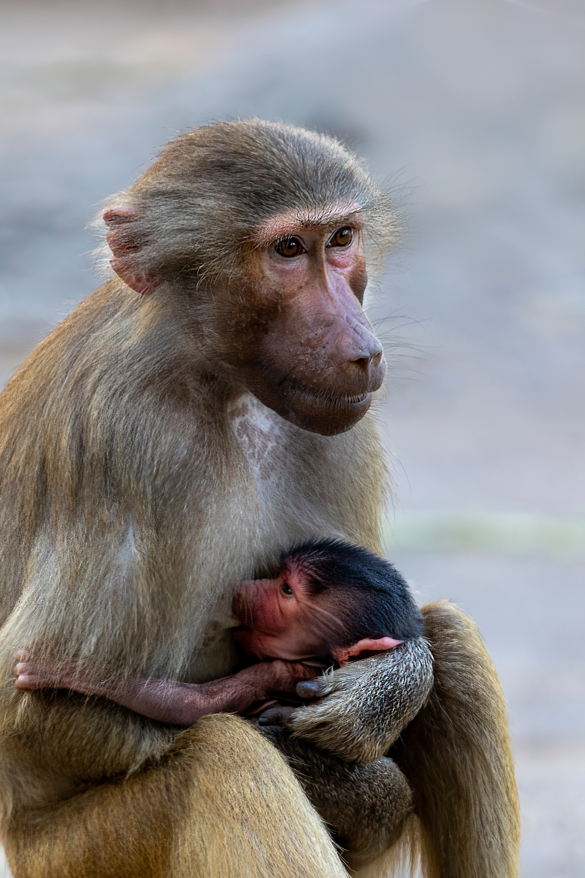 From animal park in Germany