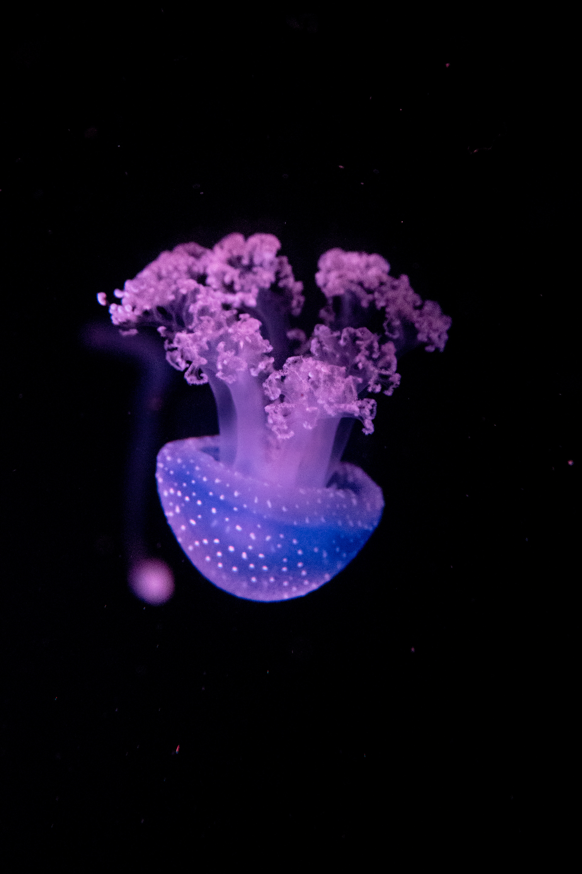 Jelly fish - Malta National Aquarium 