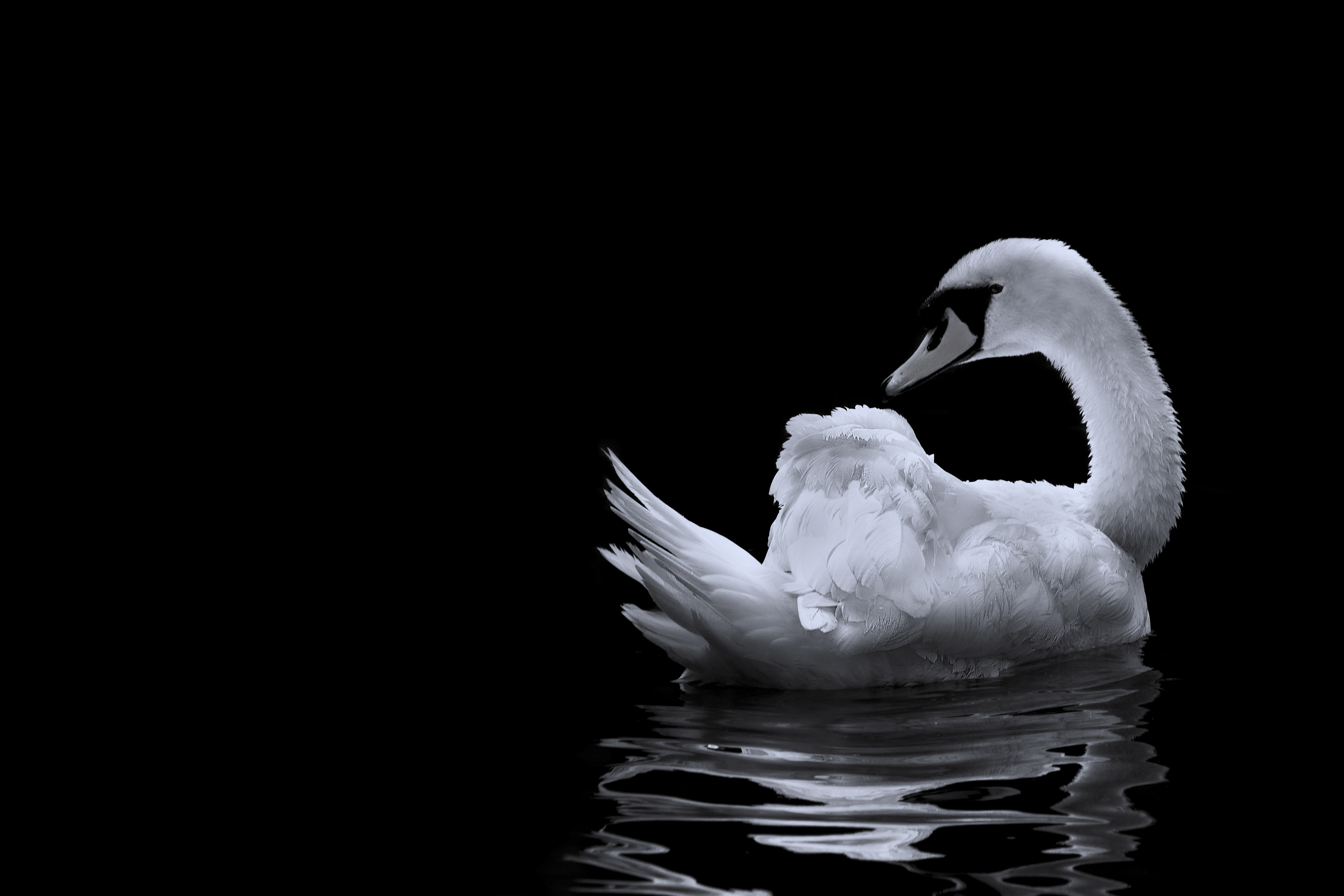 A swan shot in a lake in France.