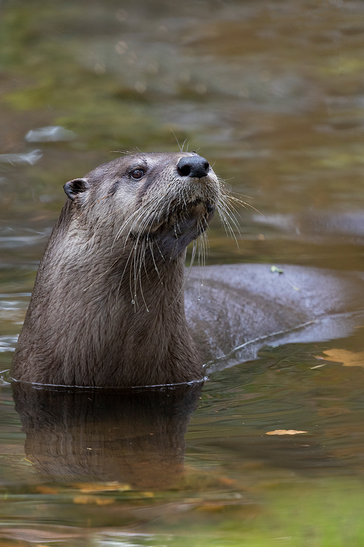Otter at Animal Park in Germany