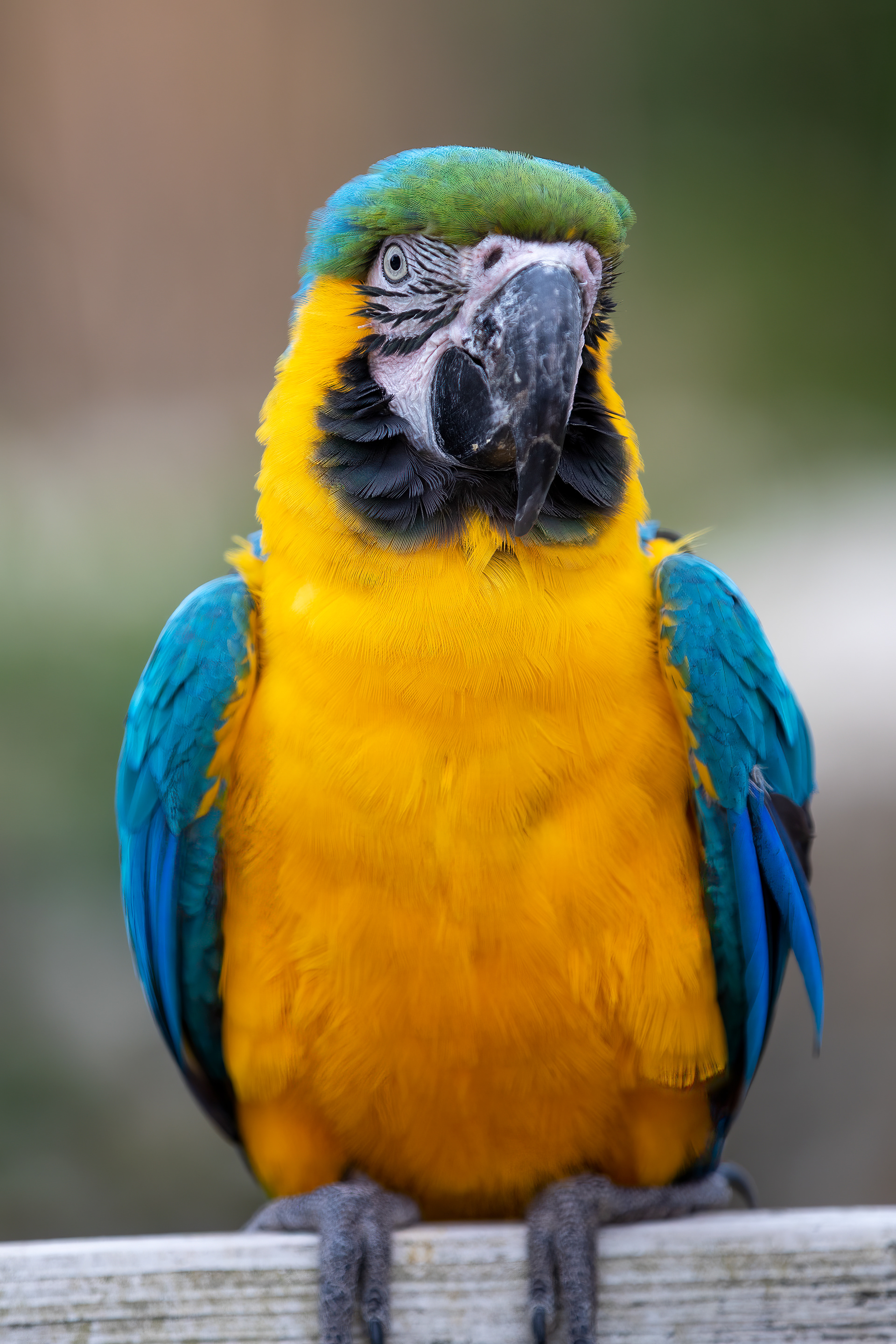 From a bird park in France
