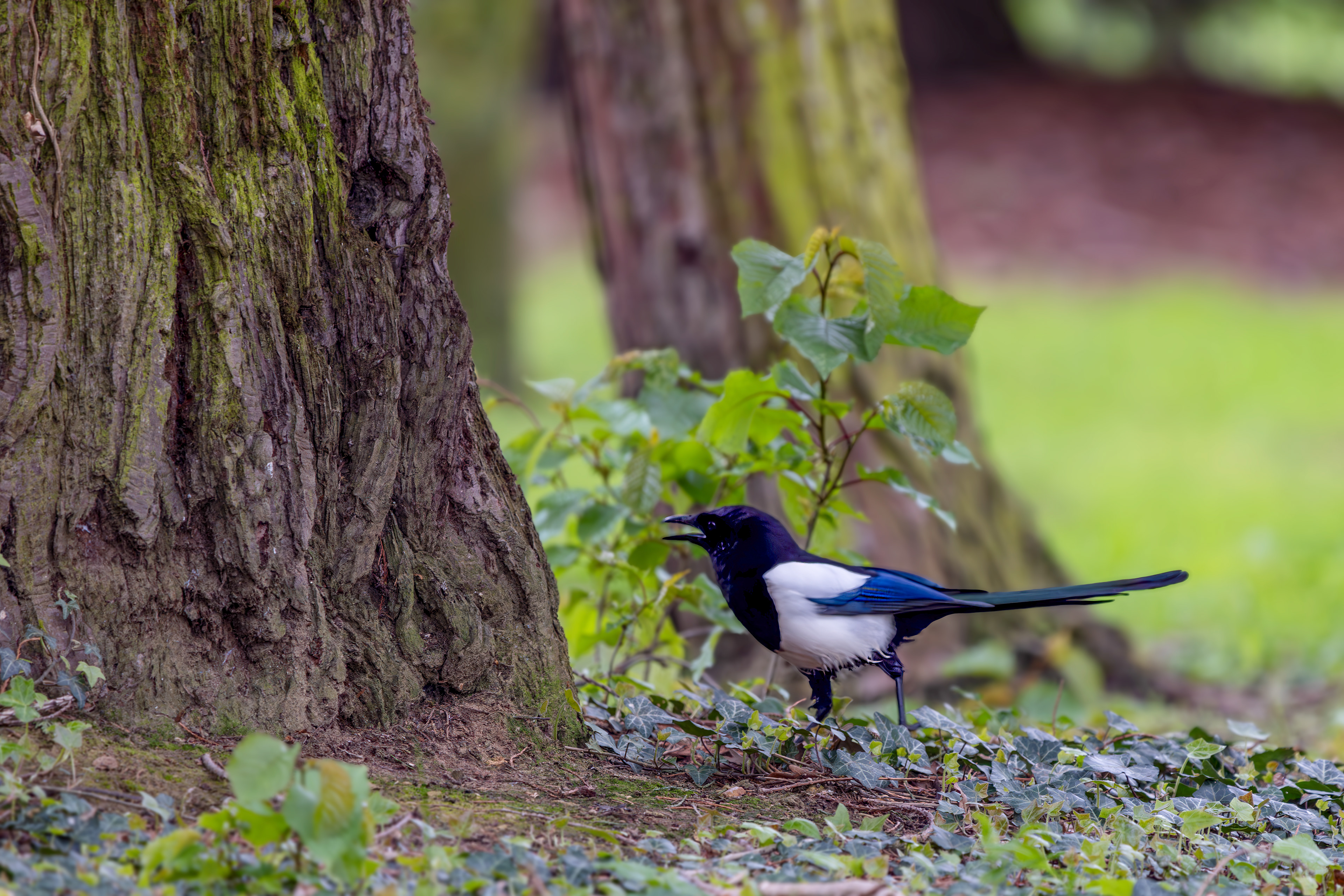 Magpie in France