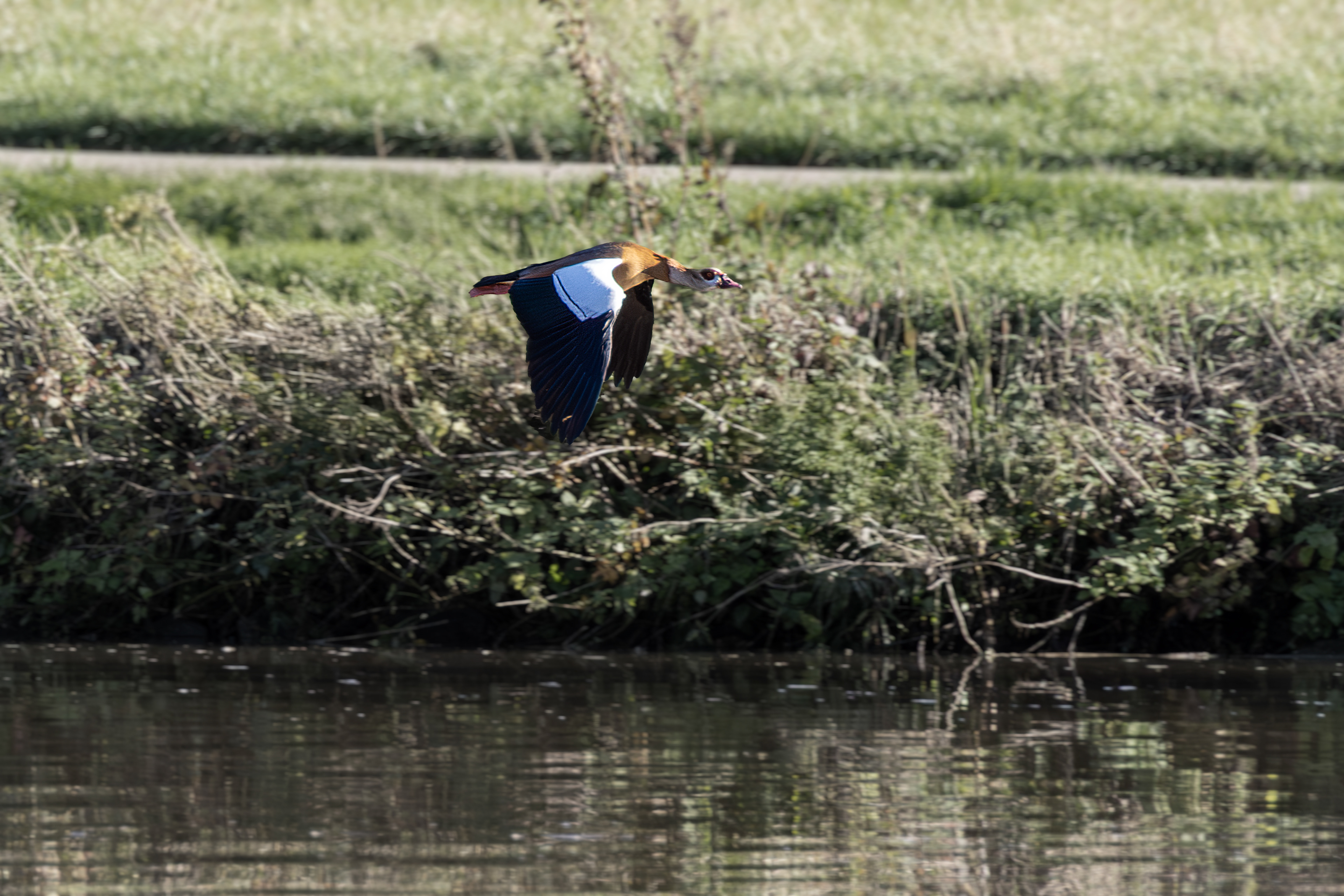 Goose on the Mosel river, Germany