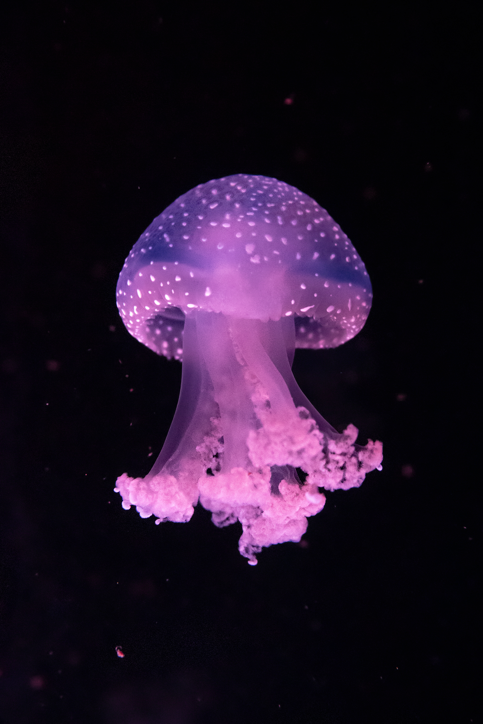 Jelly fish - Malta National Aquarium 