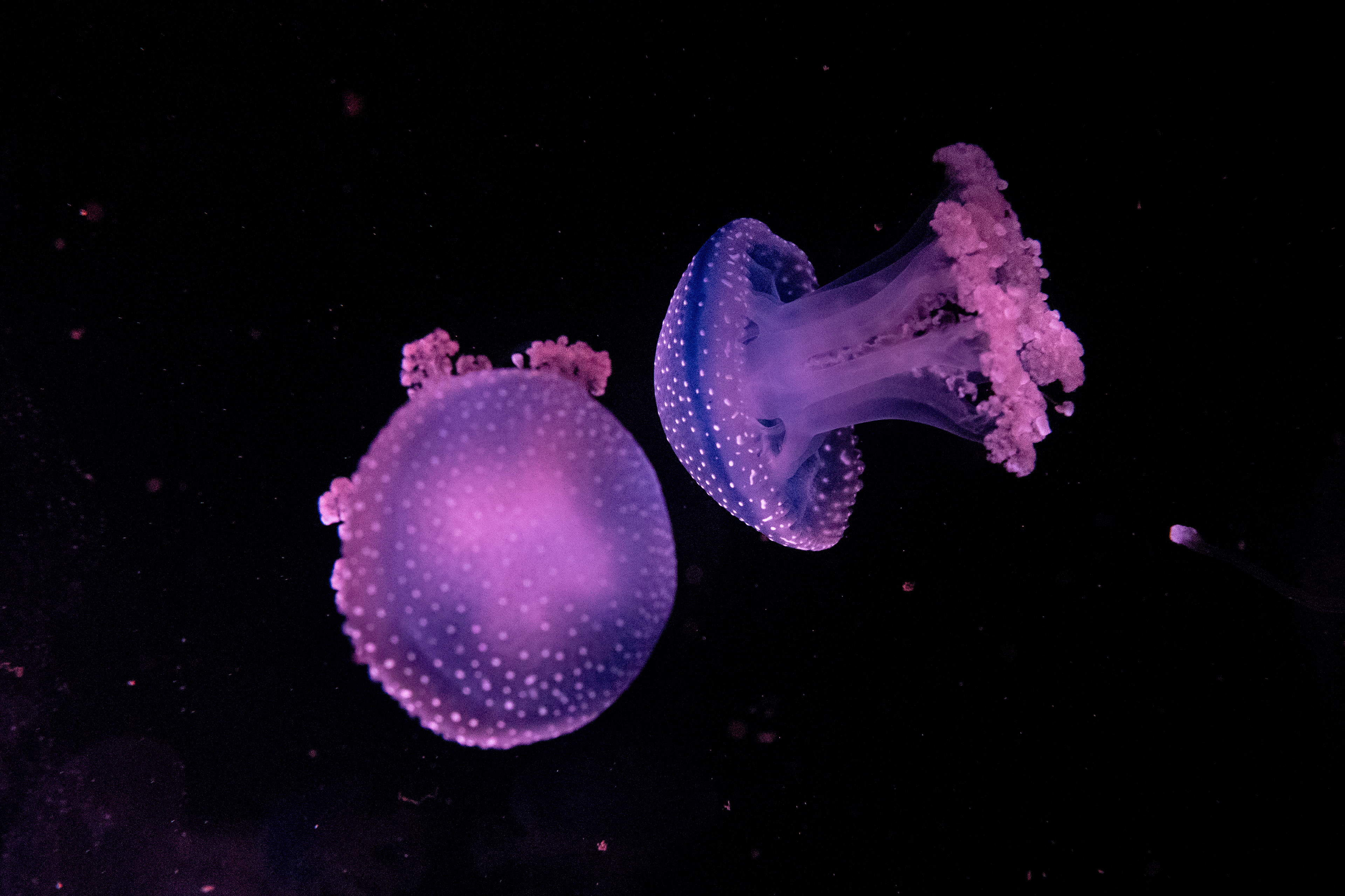 Jelly fish - Malta National Aquarium 