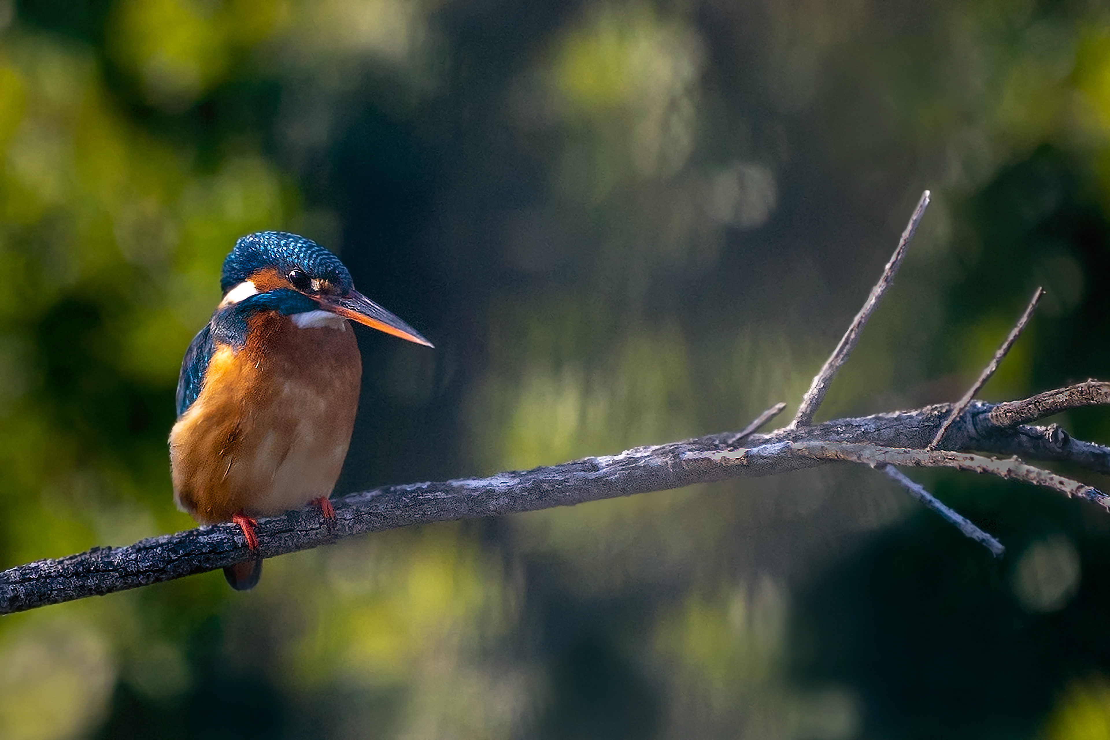 Female King Fisher (or is it Queen Fisher?)
