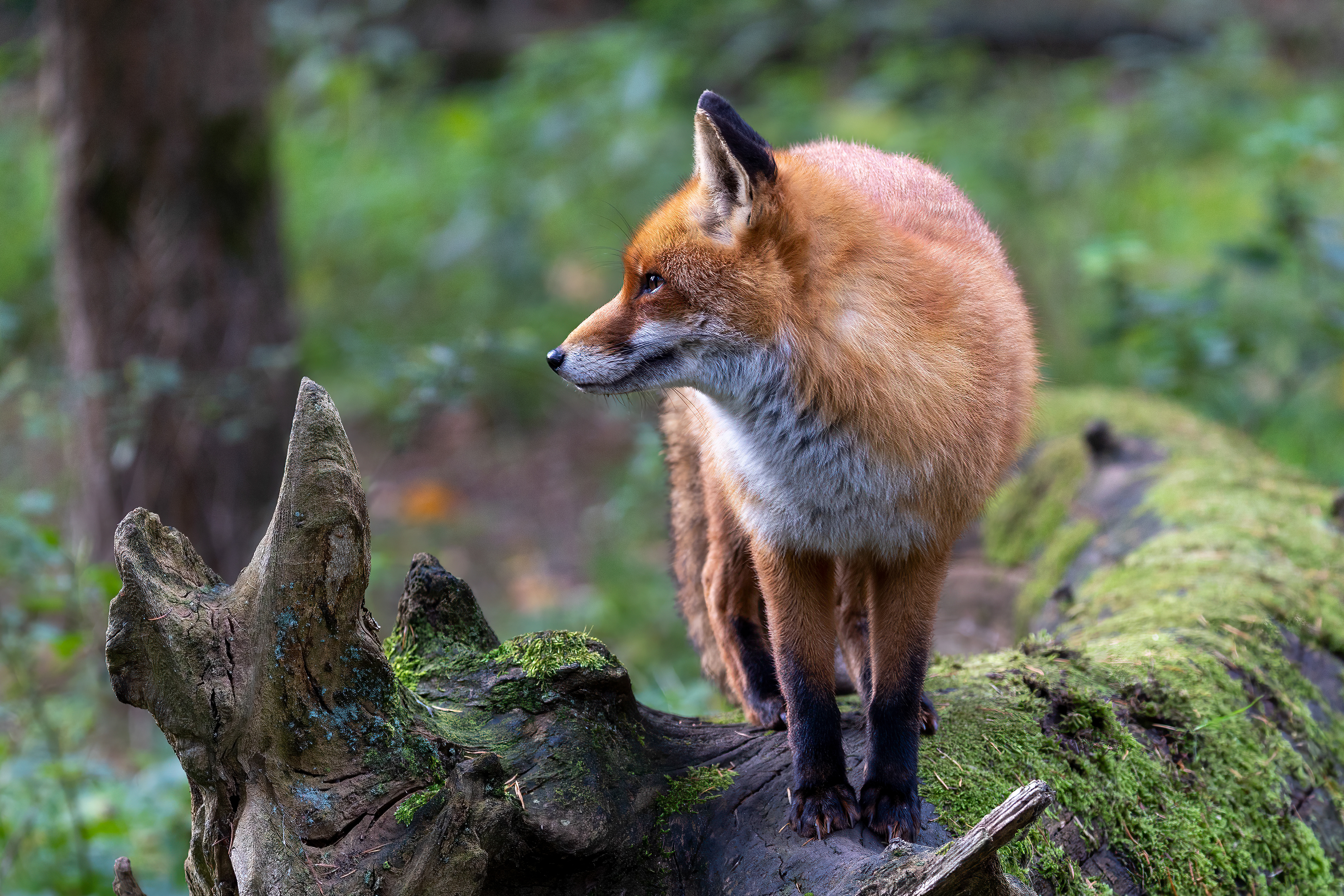 Animal Park - Germany