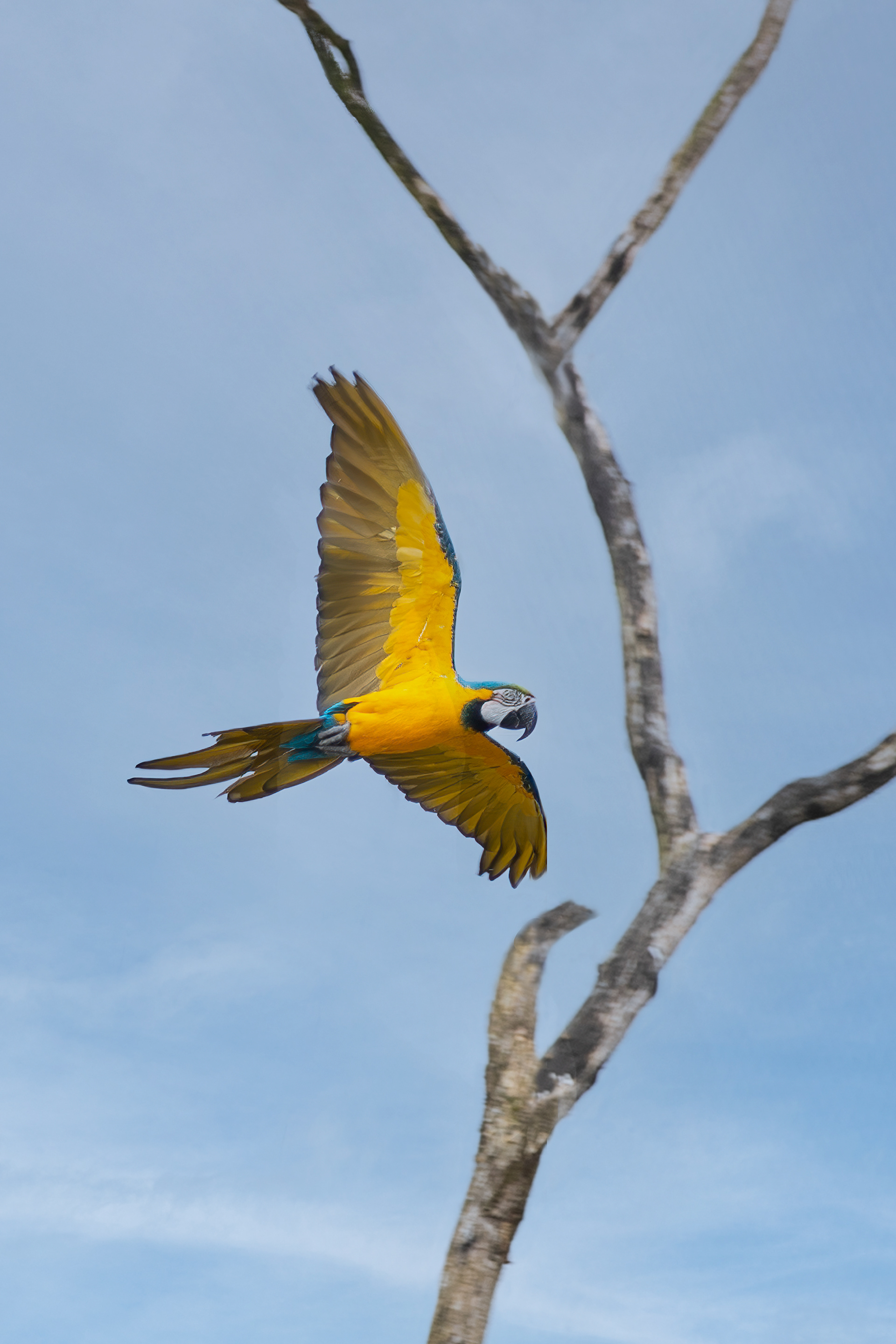 From a bird park in France