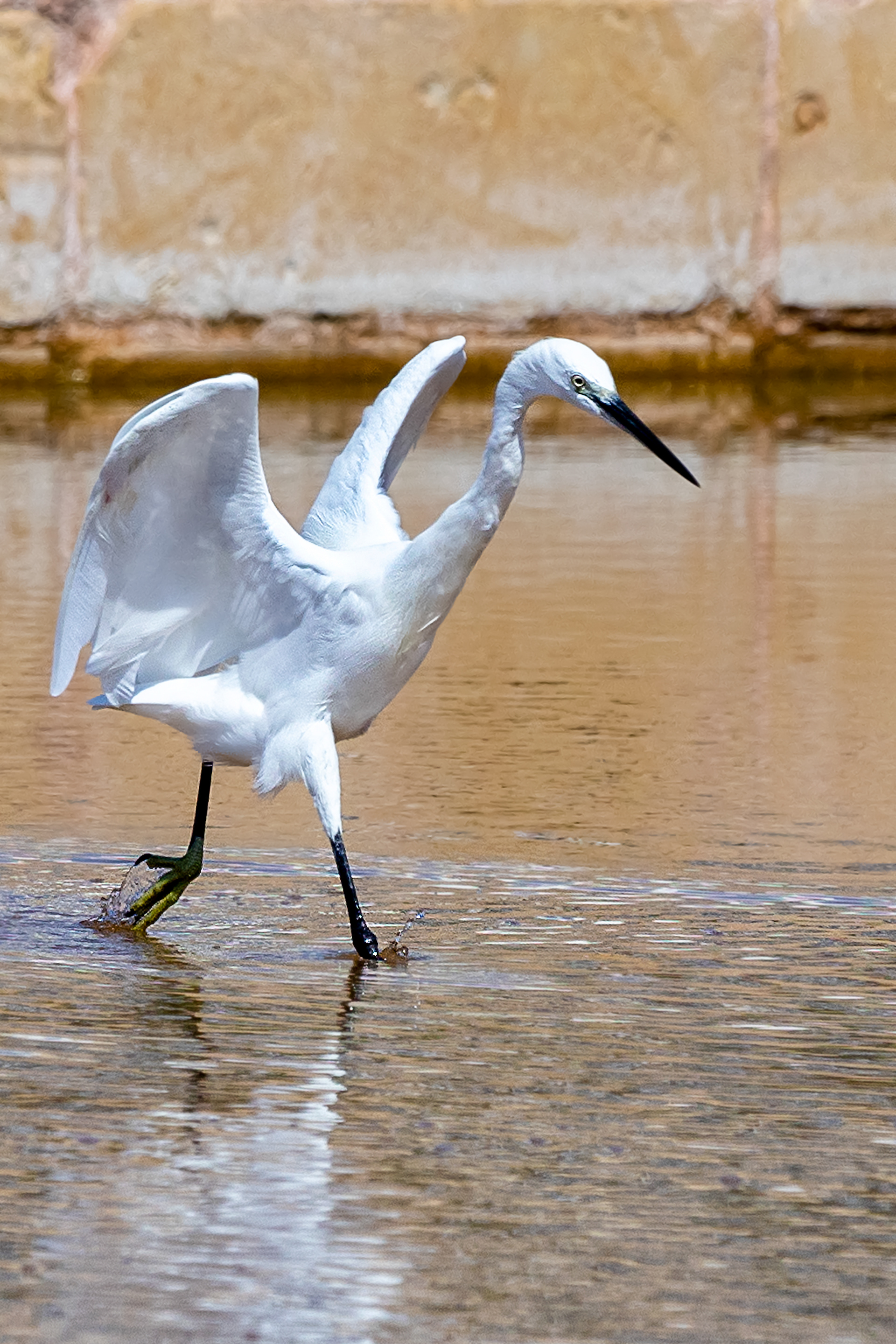Egret at Salini Bird Reserve, Malta