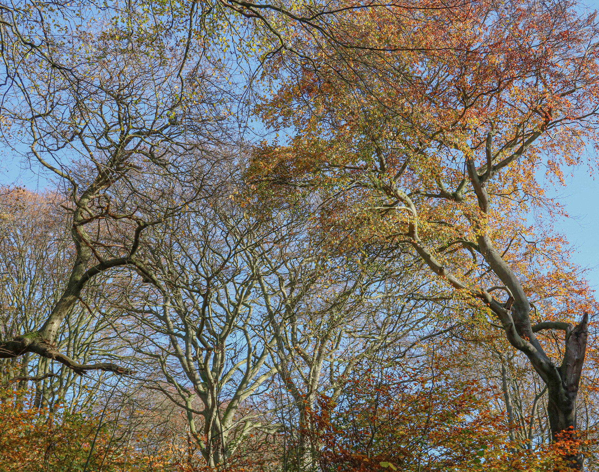 Hollywell Dene
