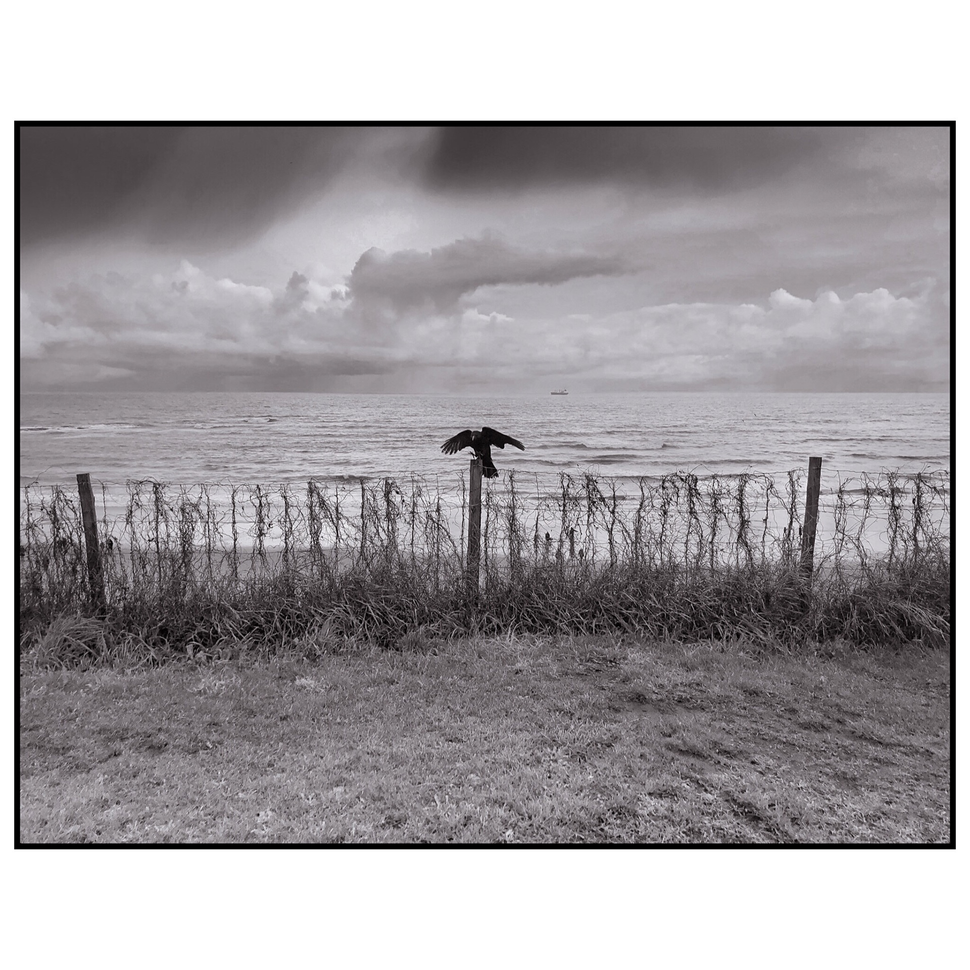 Crow, Tynemouth Longsands