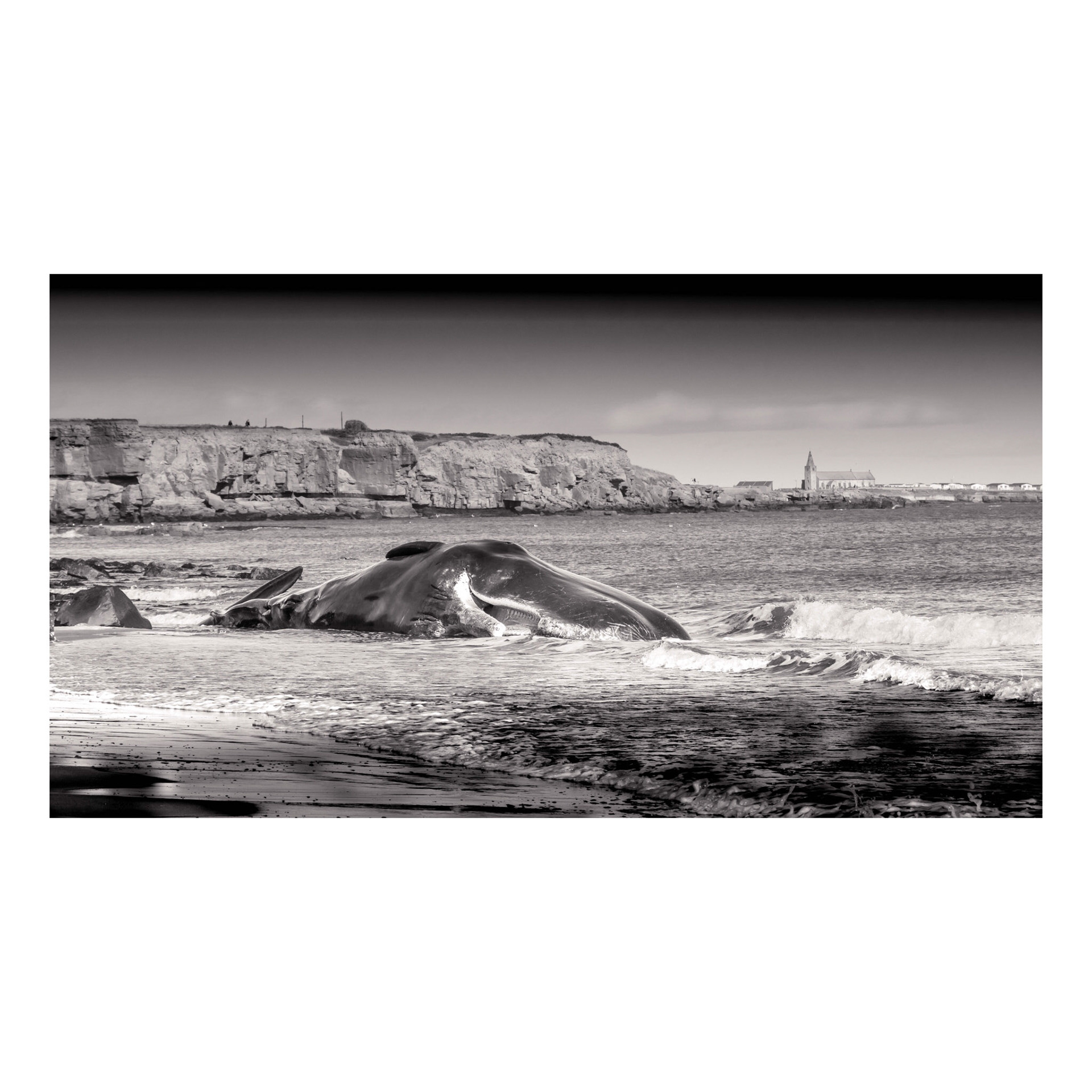 Dead sperm whale , Newbiggin 