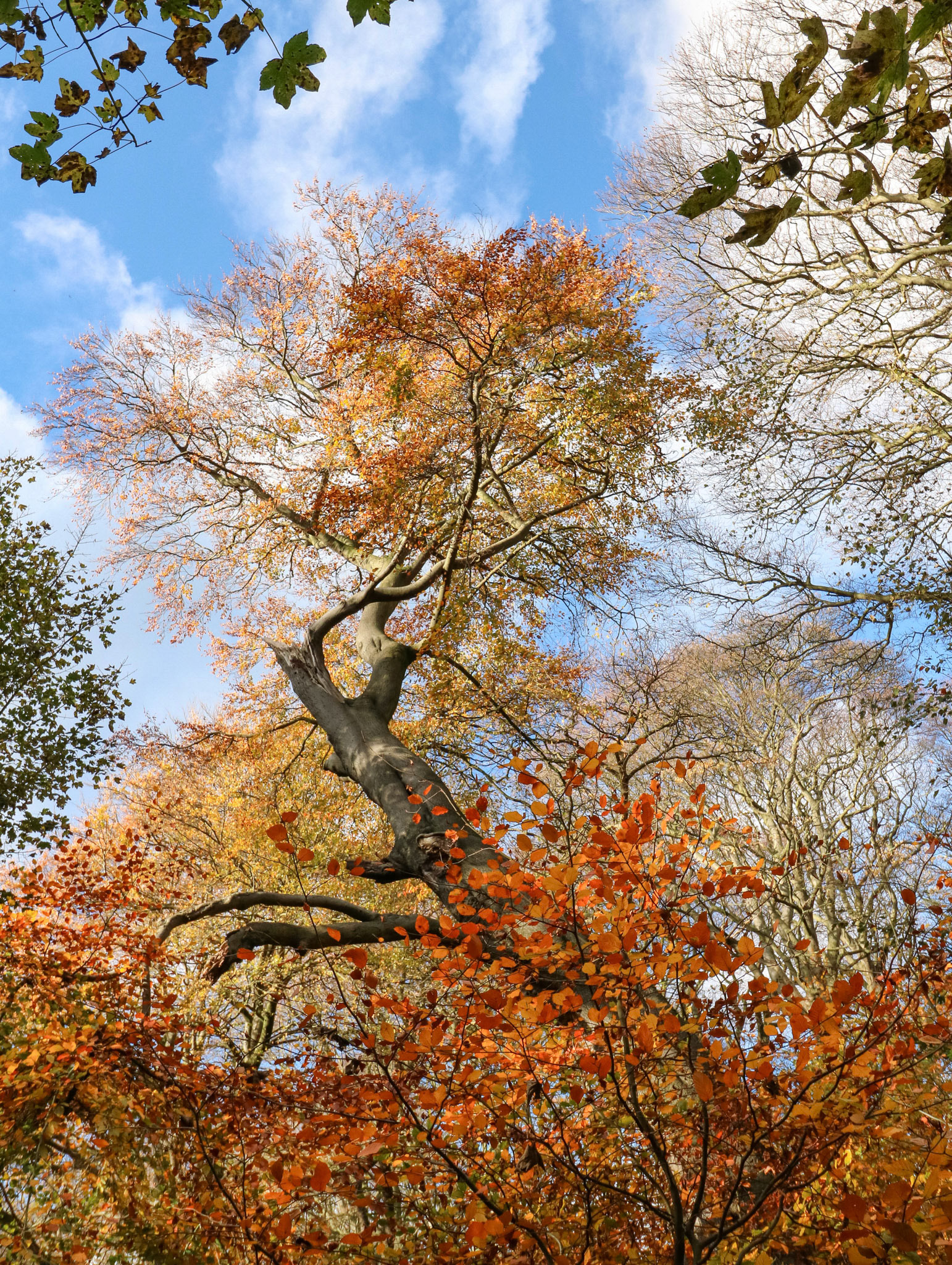 Hollywell Dene