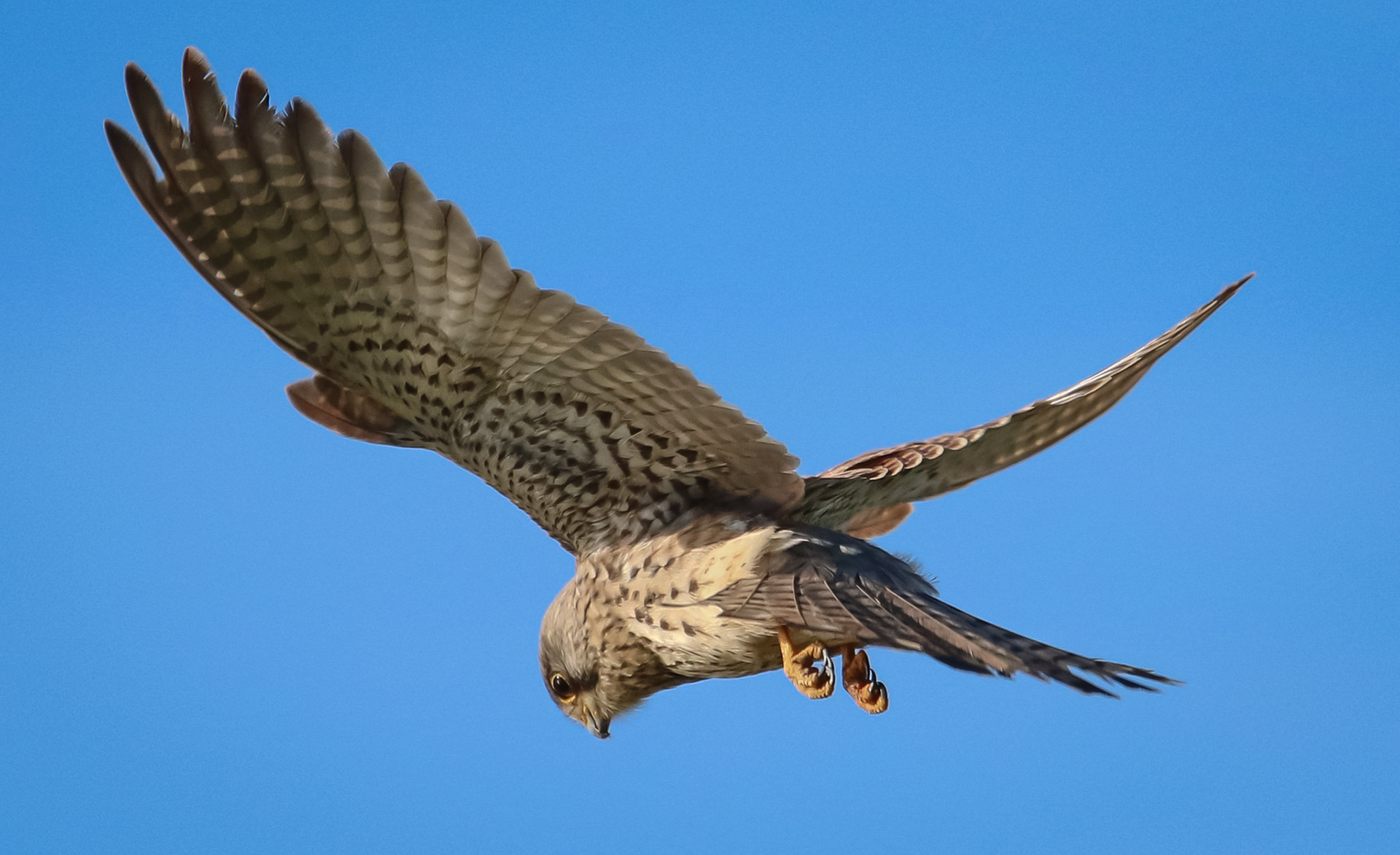 Kestrel, Tynemouth Haven