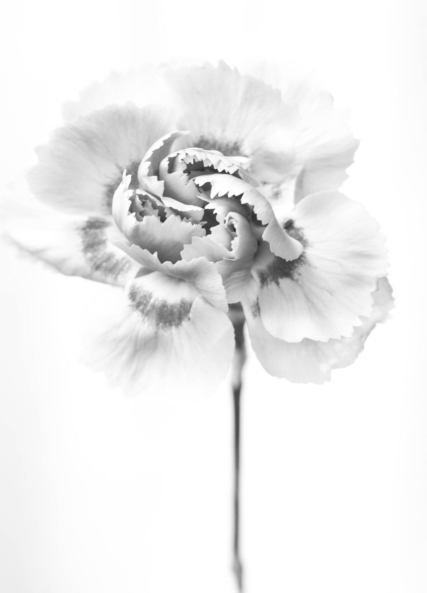 Carnation. Testing an old Zuiko macro lens