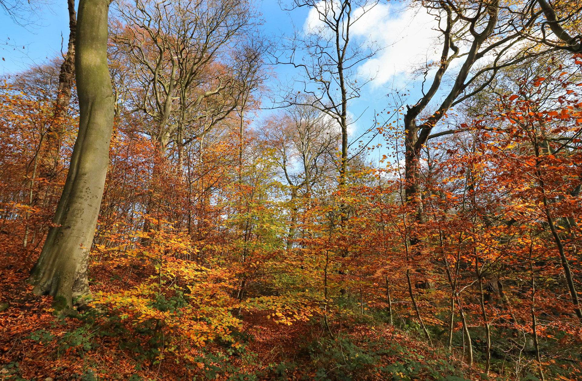 Hollywell Dene
