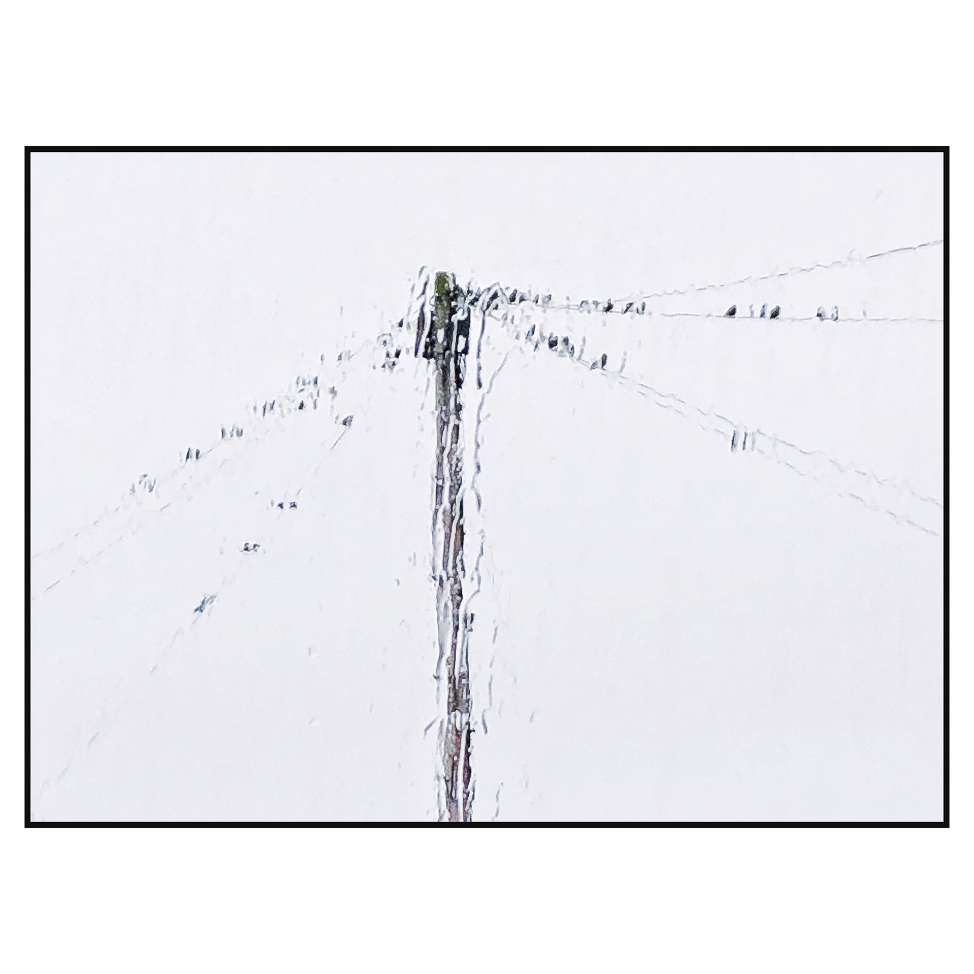 Starlings on Pole . Rainy Day