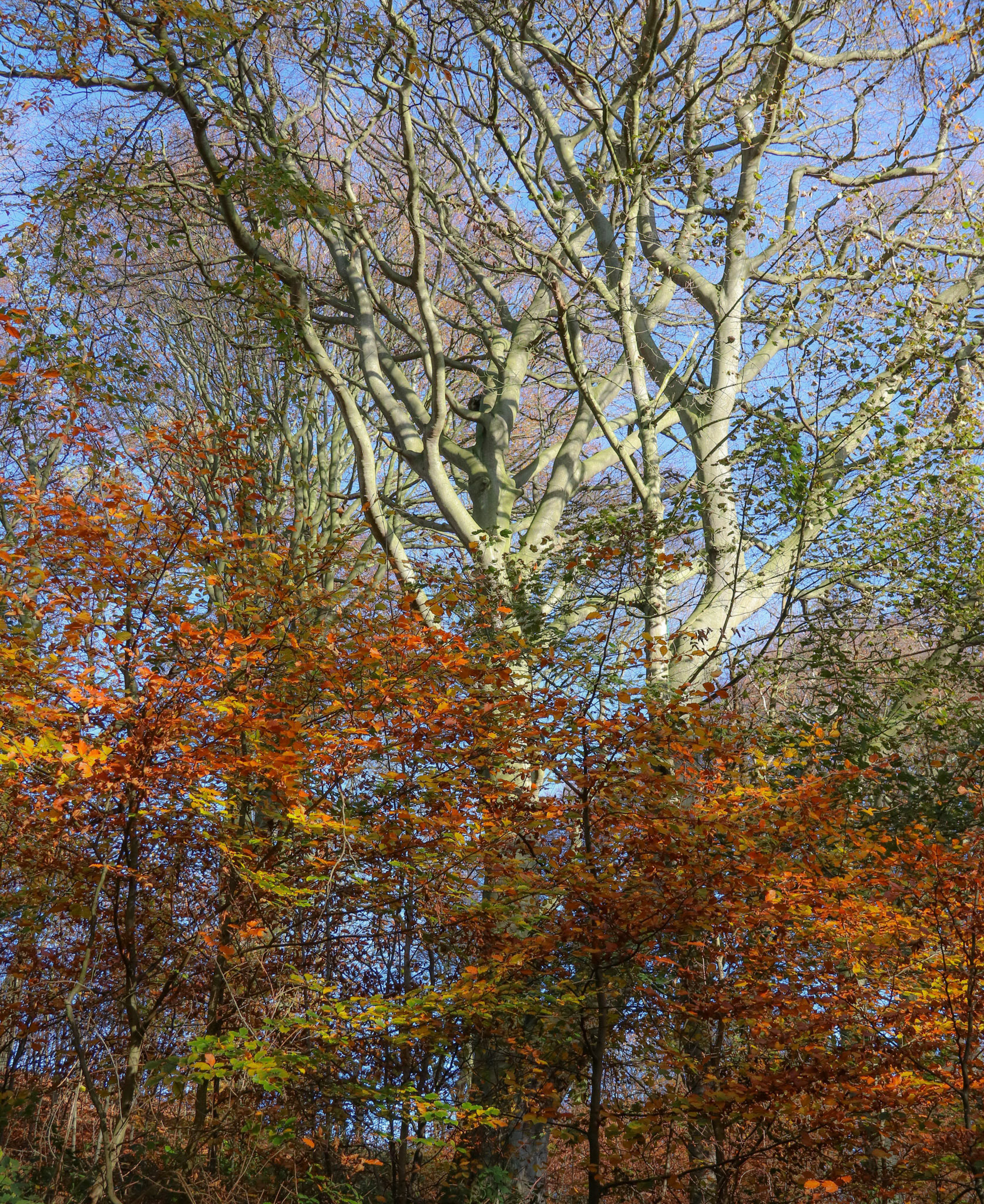 Hollywell Dene