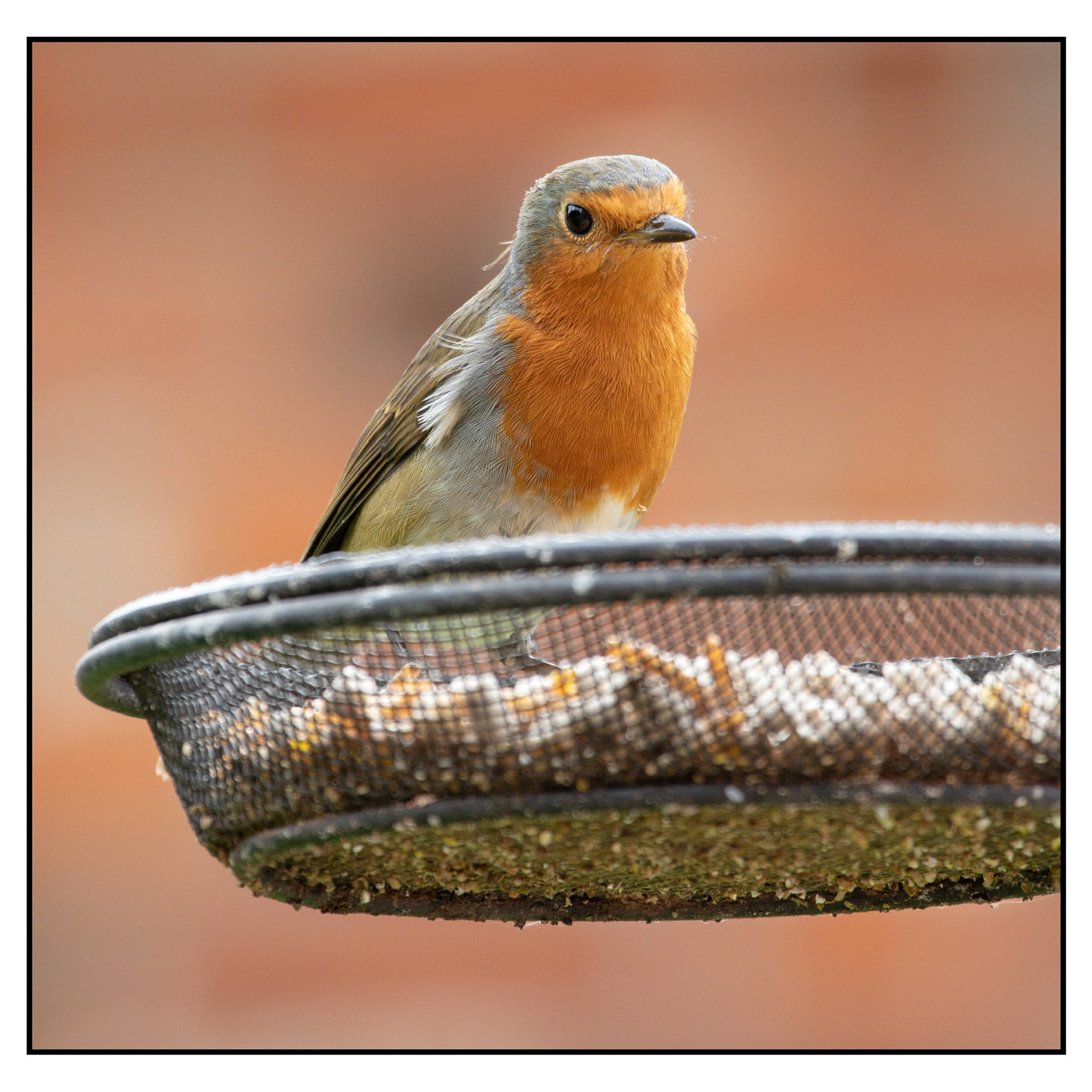 Robin