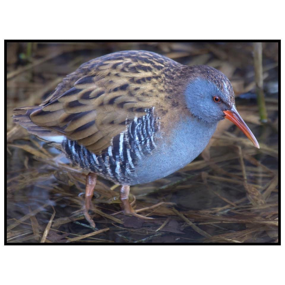 Water Rail