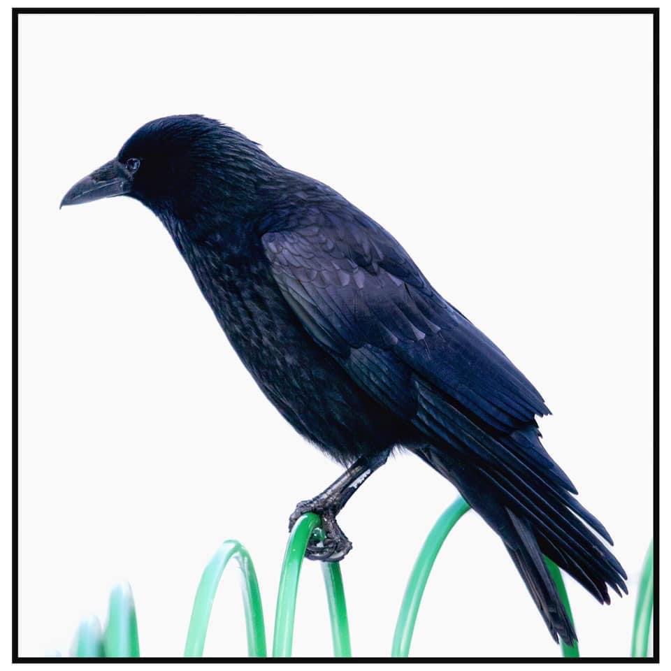 Crow in Snow