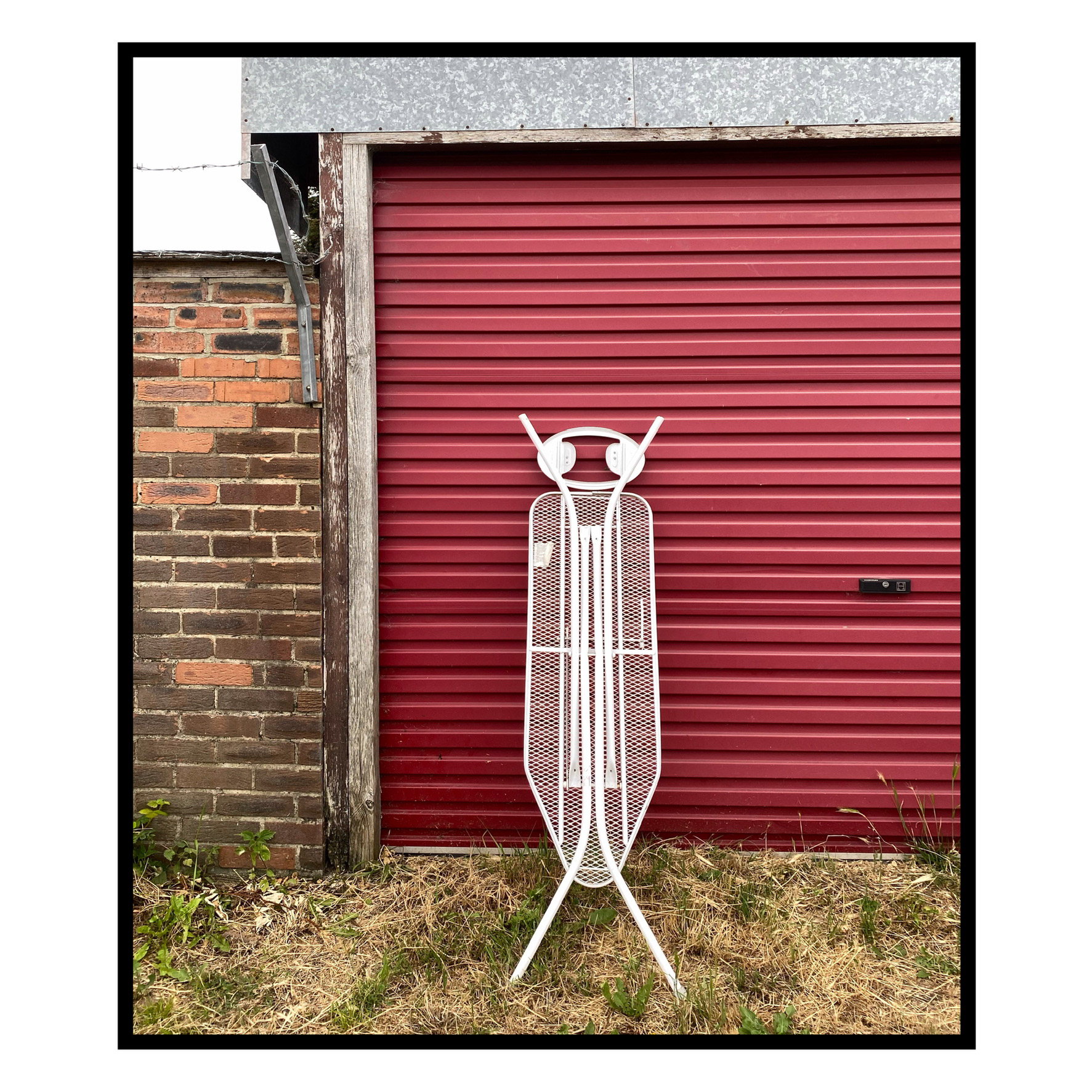 Rare albino cabbage  moth