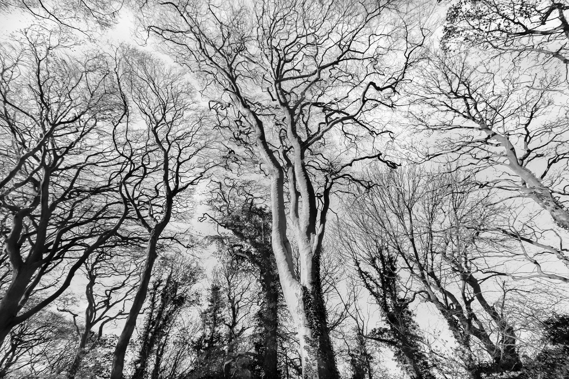 Hollywell Dene