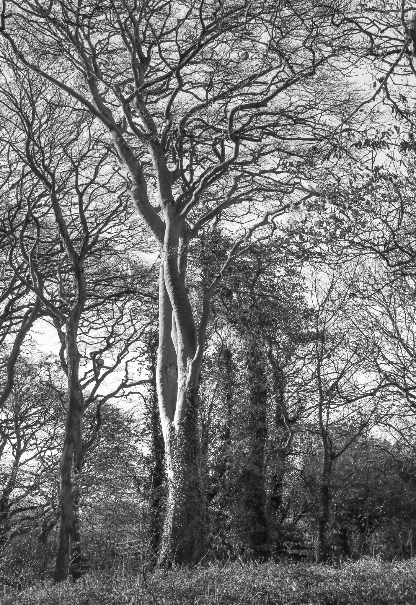 Hollywell Dene