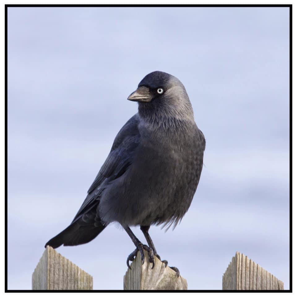 Jackdaw