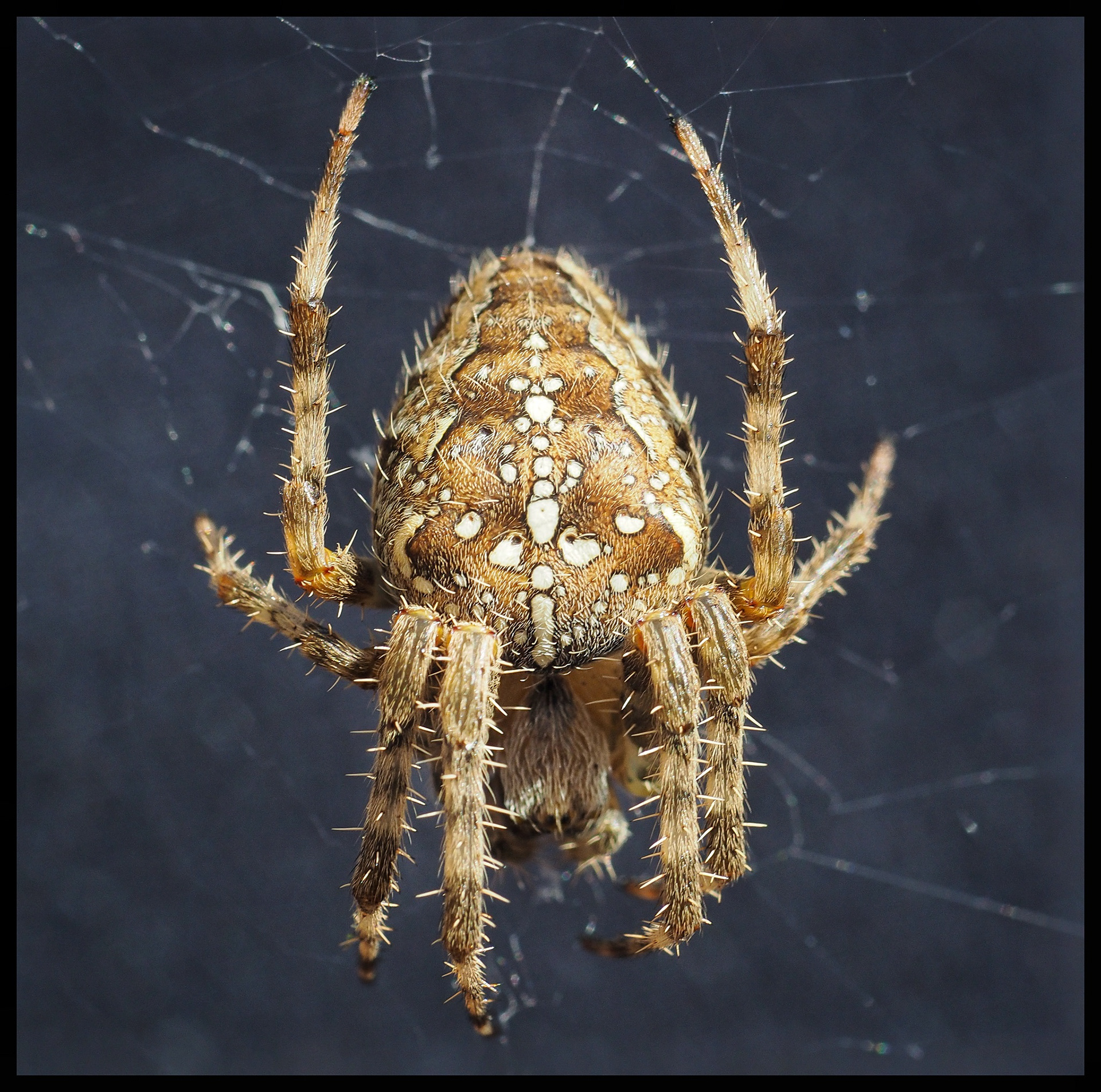 Common Garden Spider