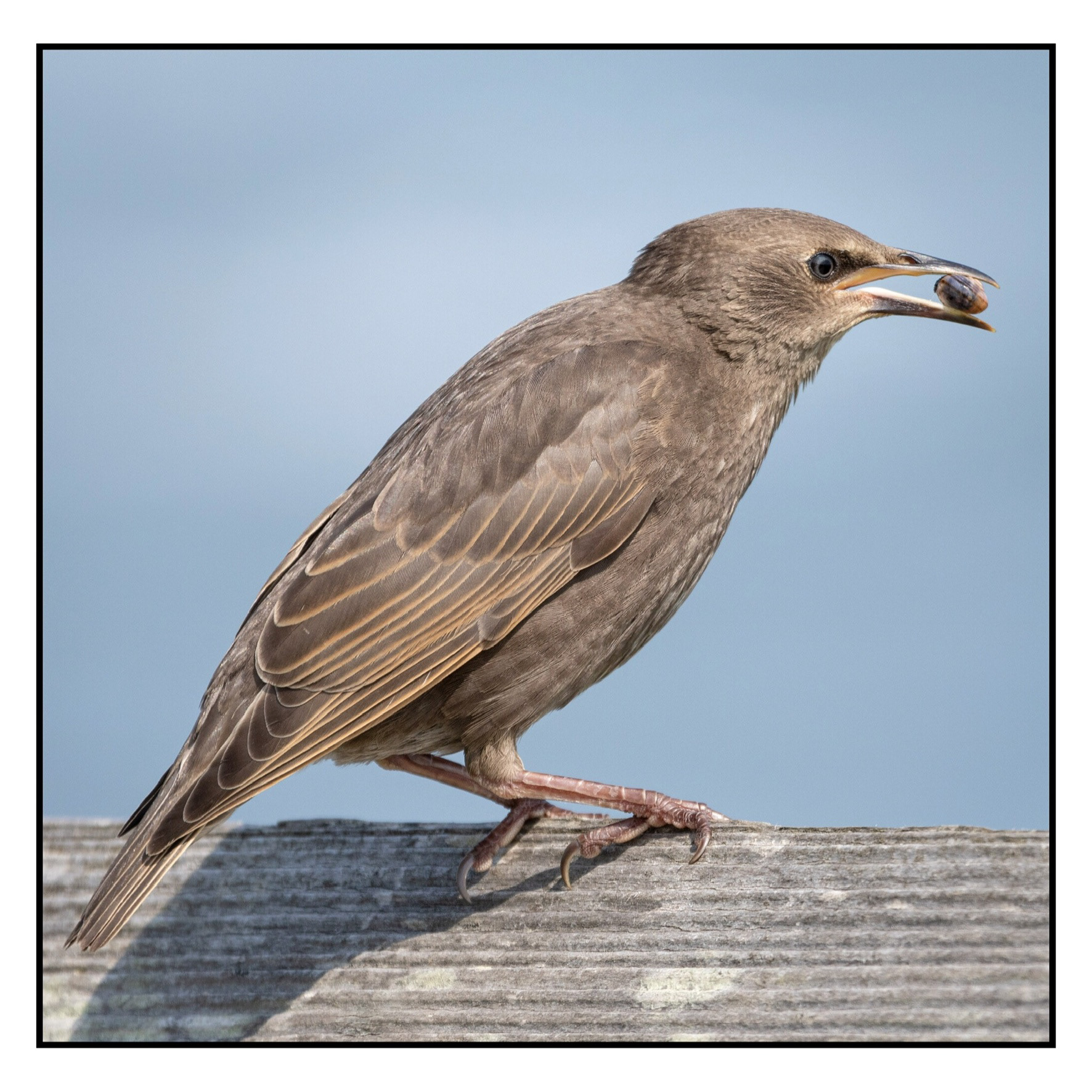 Juvenile Starling