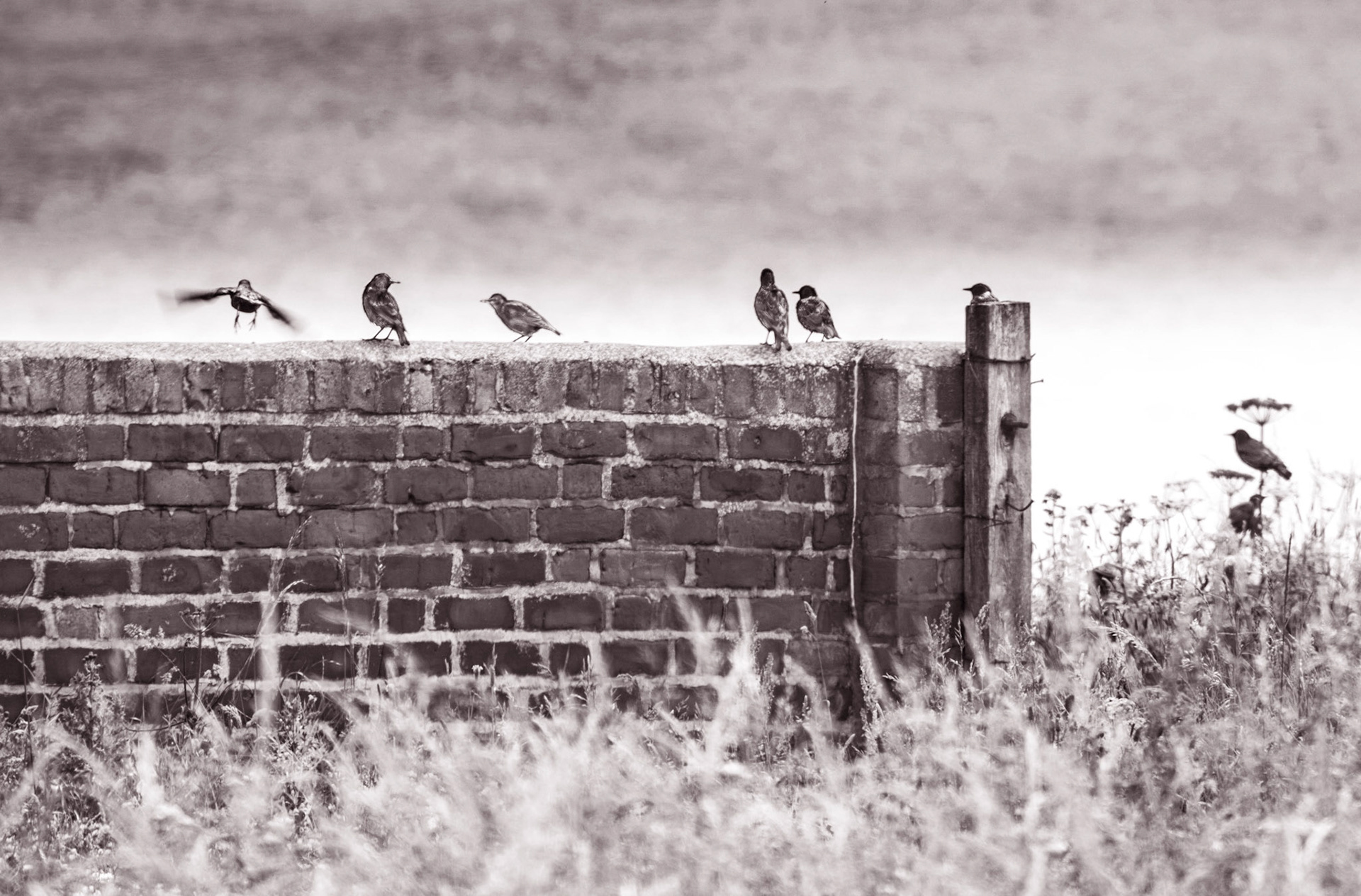Starling flight school , Seaton Sluice