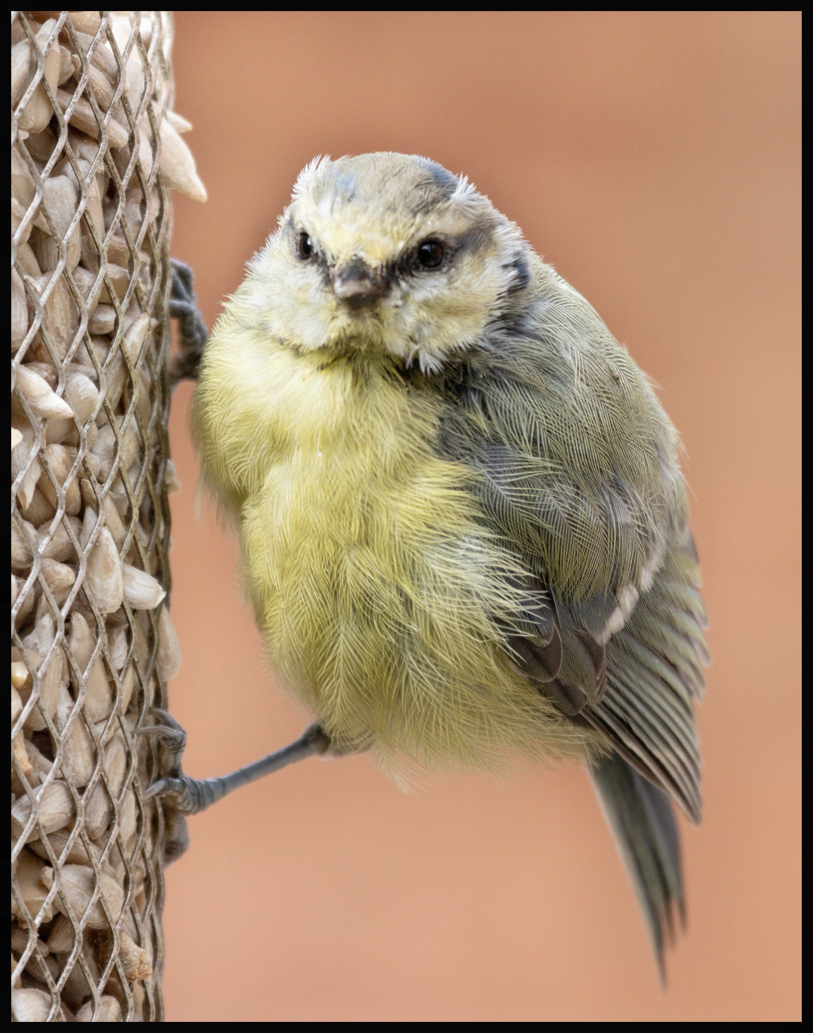 Baby blue tit