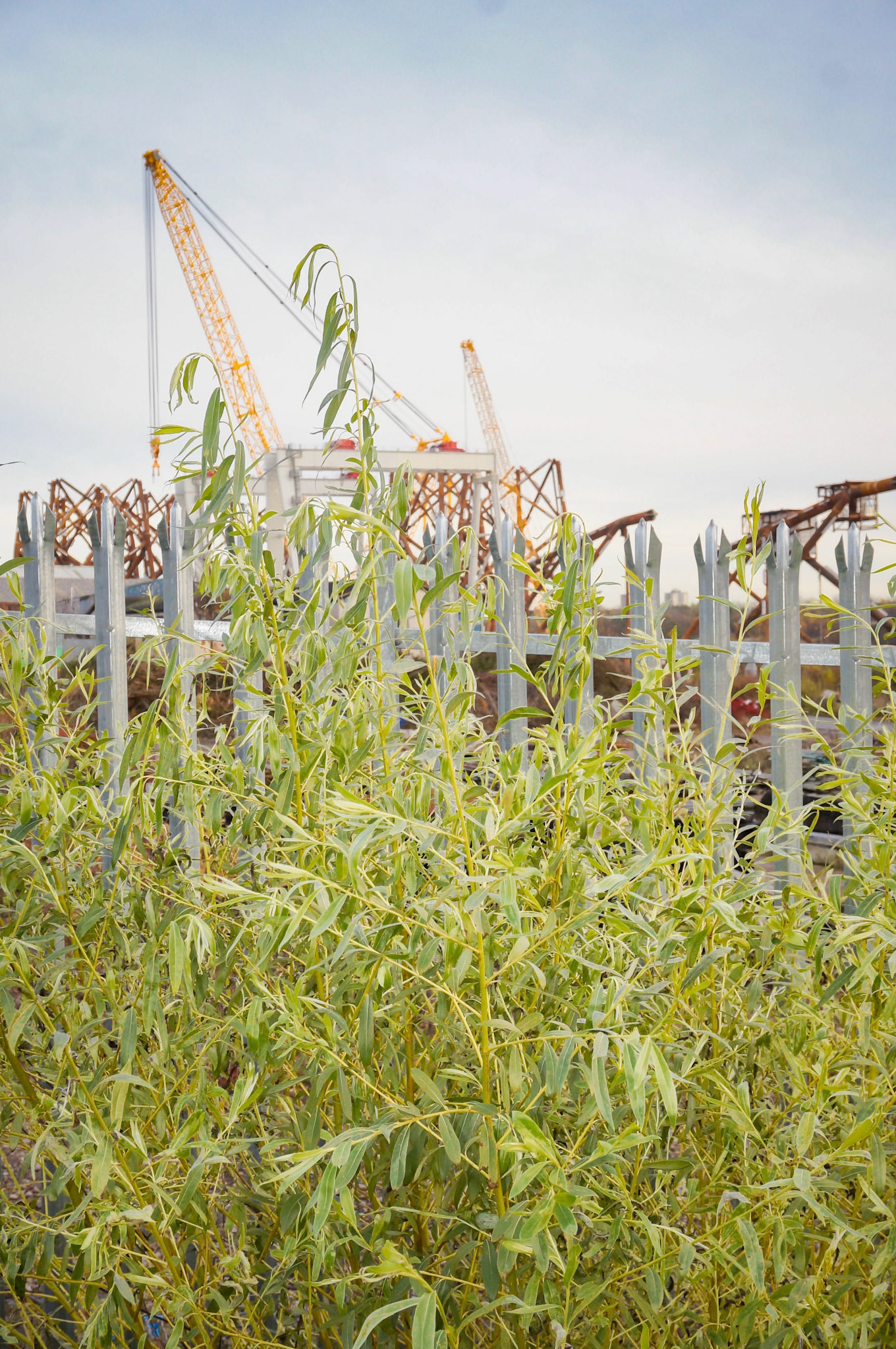 Swan Hunters Shipyard