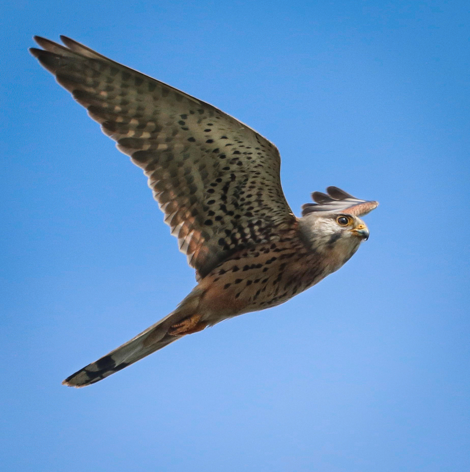 Kestrel, Seaton Sluice