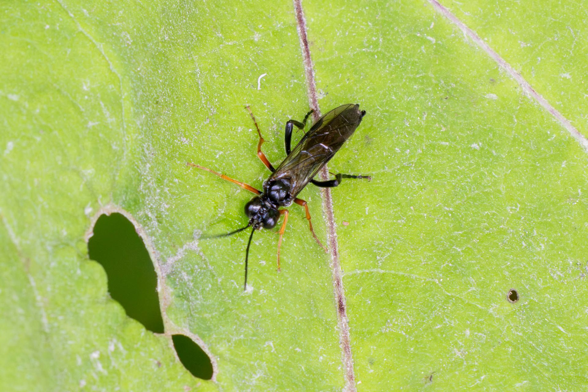 Bladwesp (Tenthredo mandibularis)