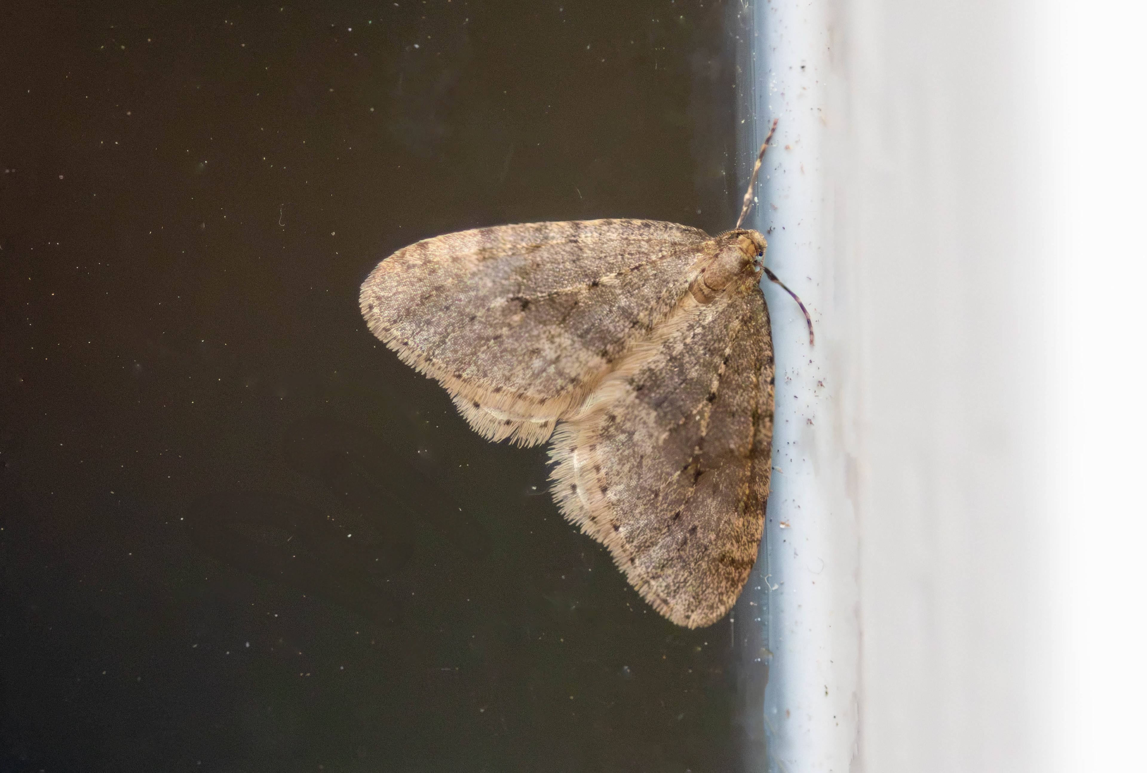 Kleine wintervlinder