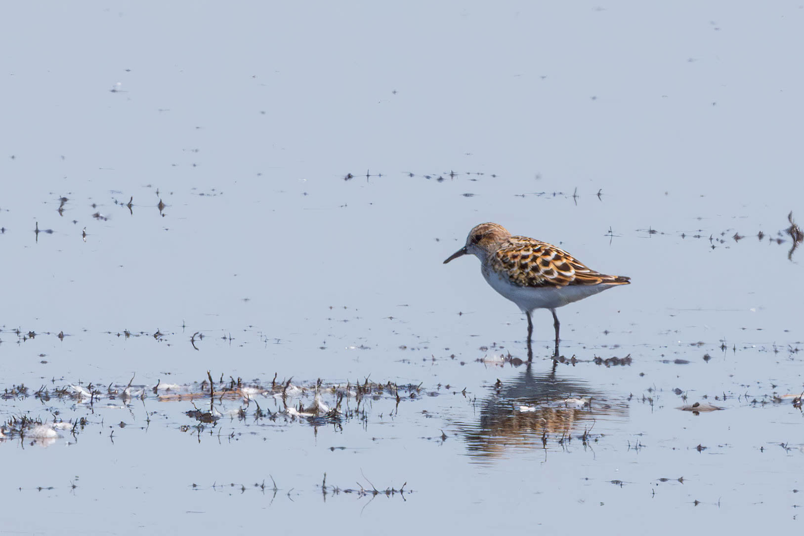 Kleine strandloper