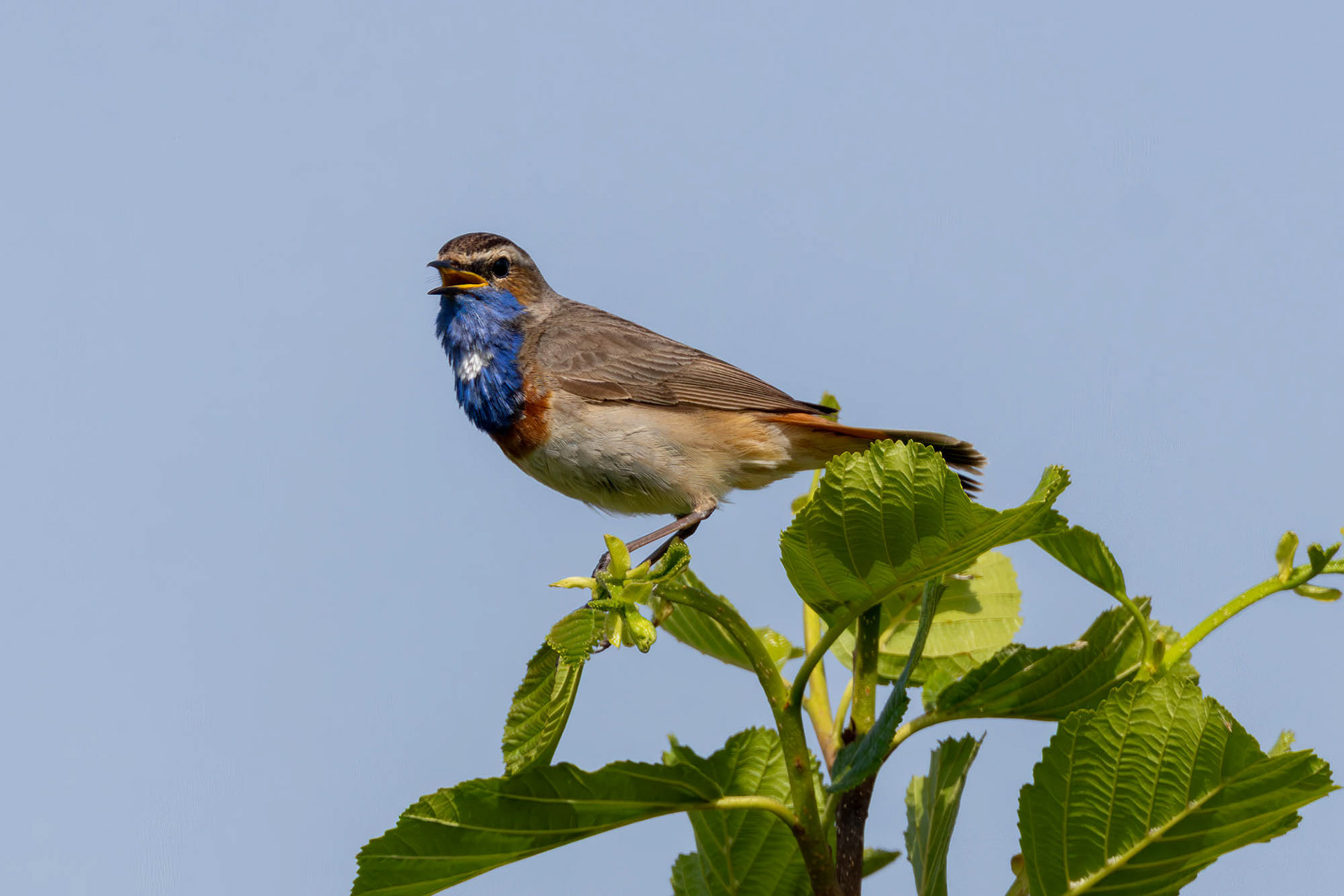 Blauwborst