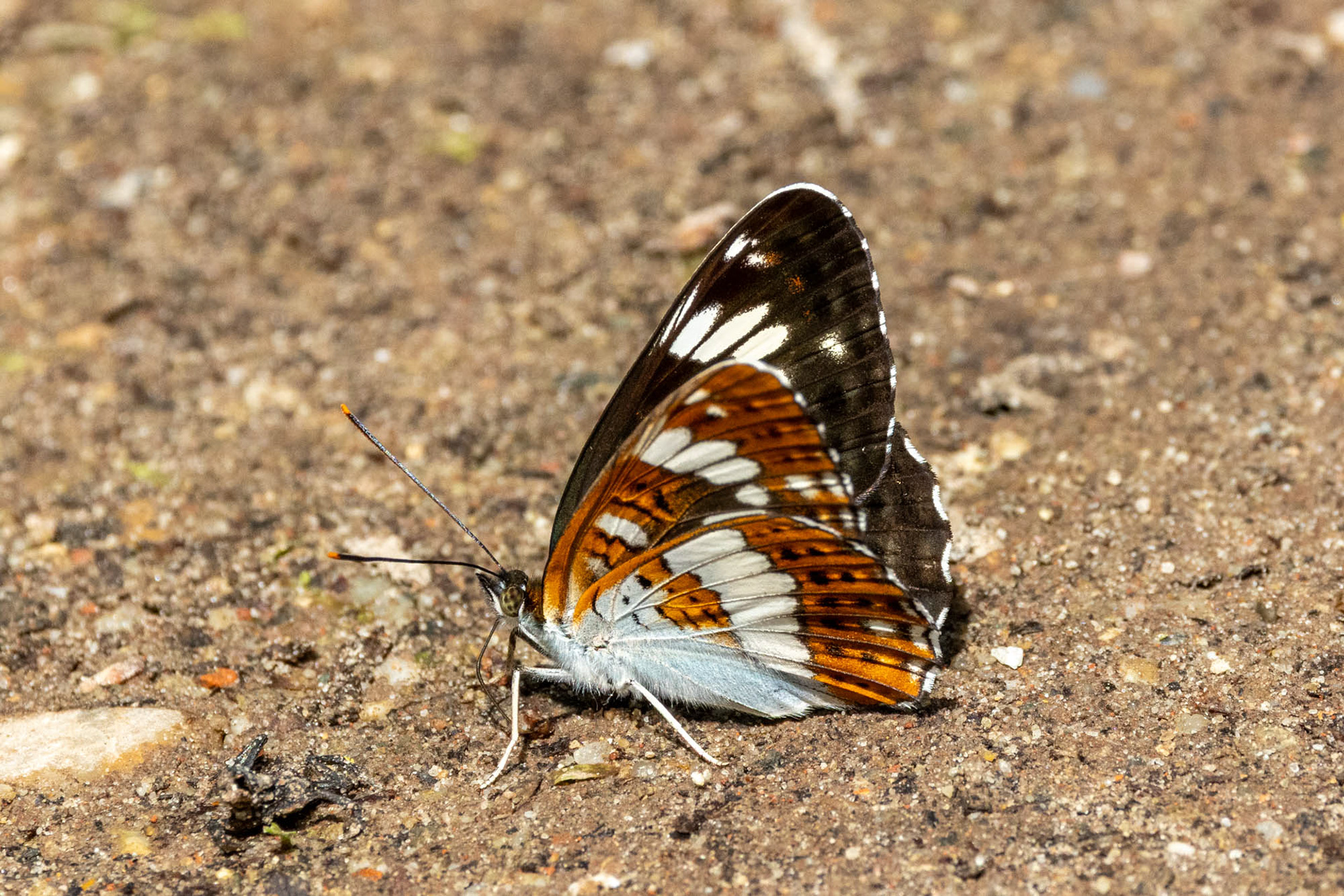 Kleine ijsvogelvlinder