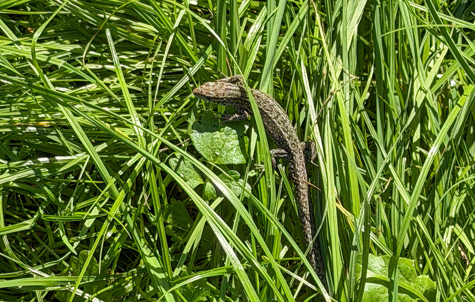 Levendbarende hagedis