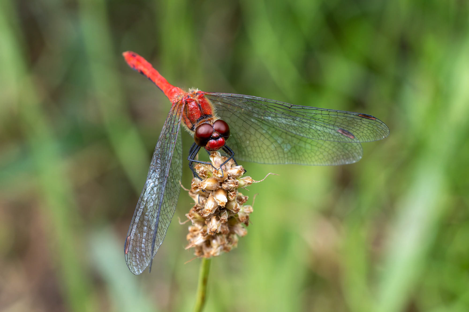 Bloedrode heidelibel