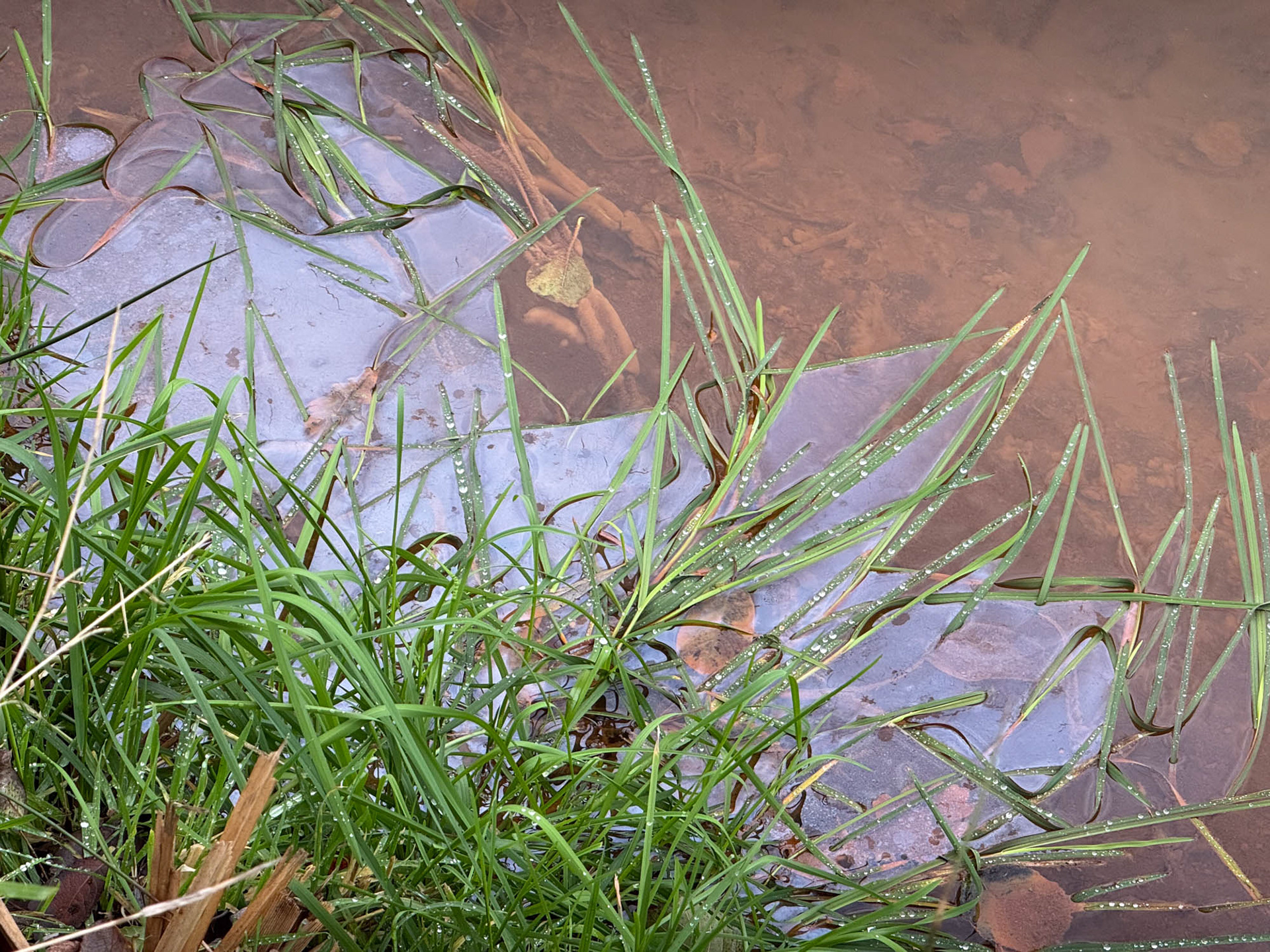 Kwelverschijnsel in de Esperloop