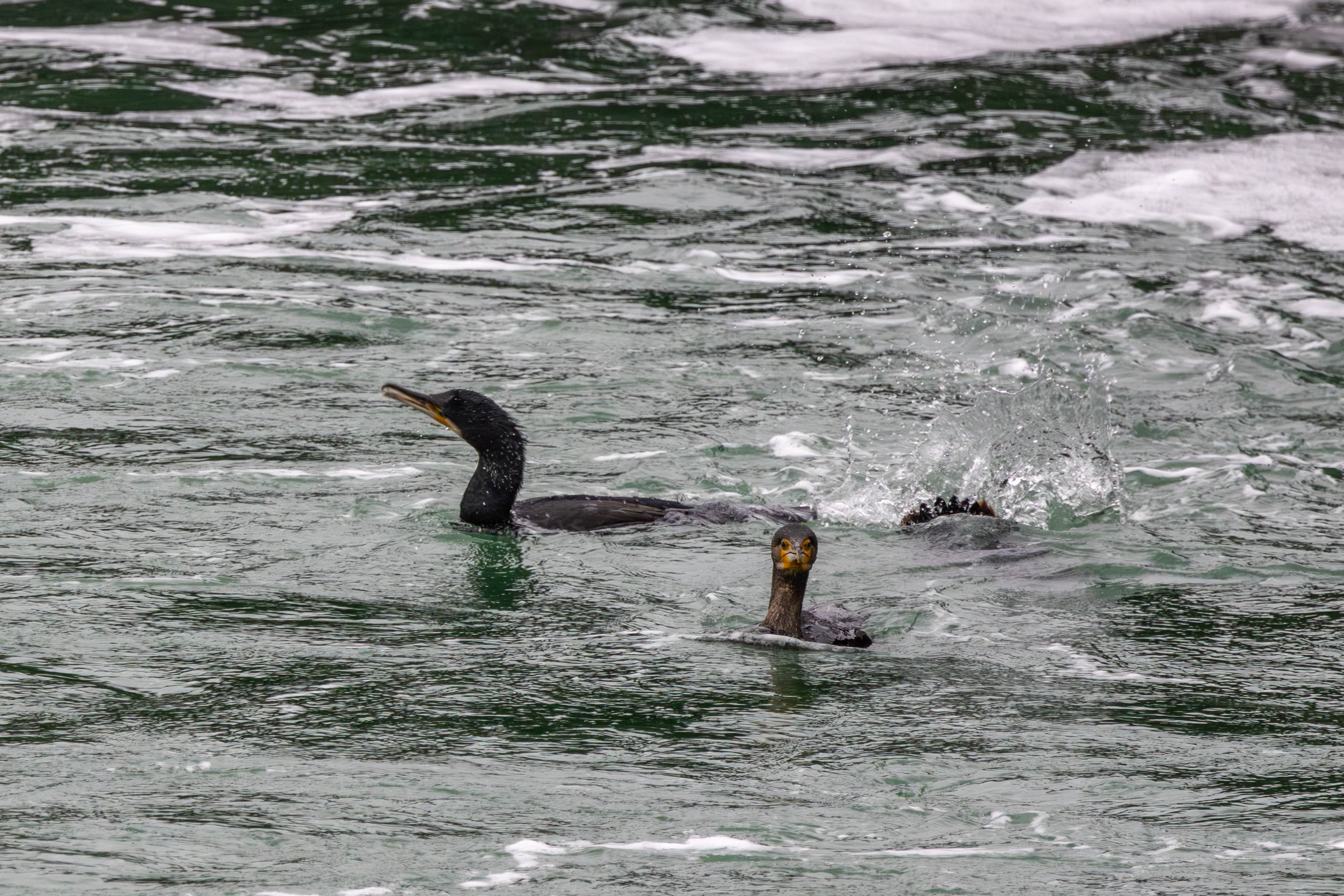 Aalscholvers bij de Spuisluis