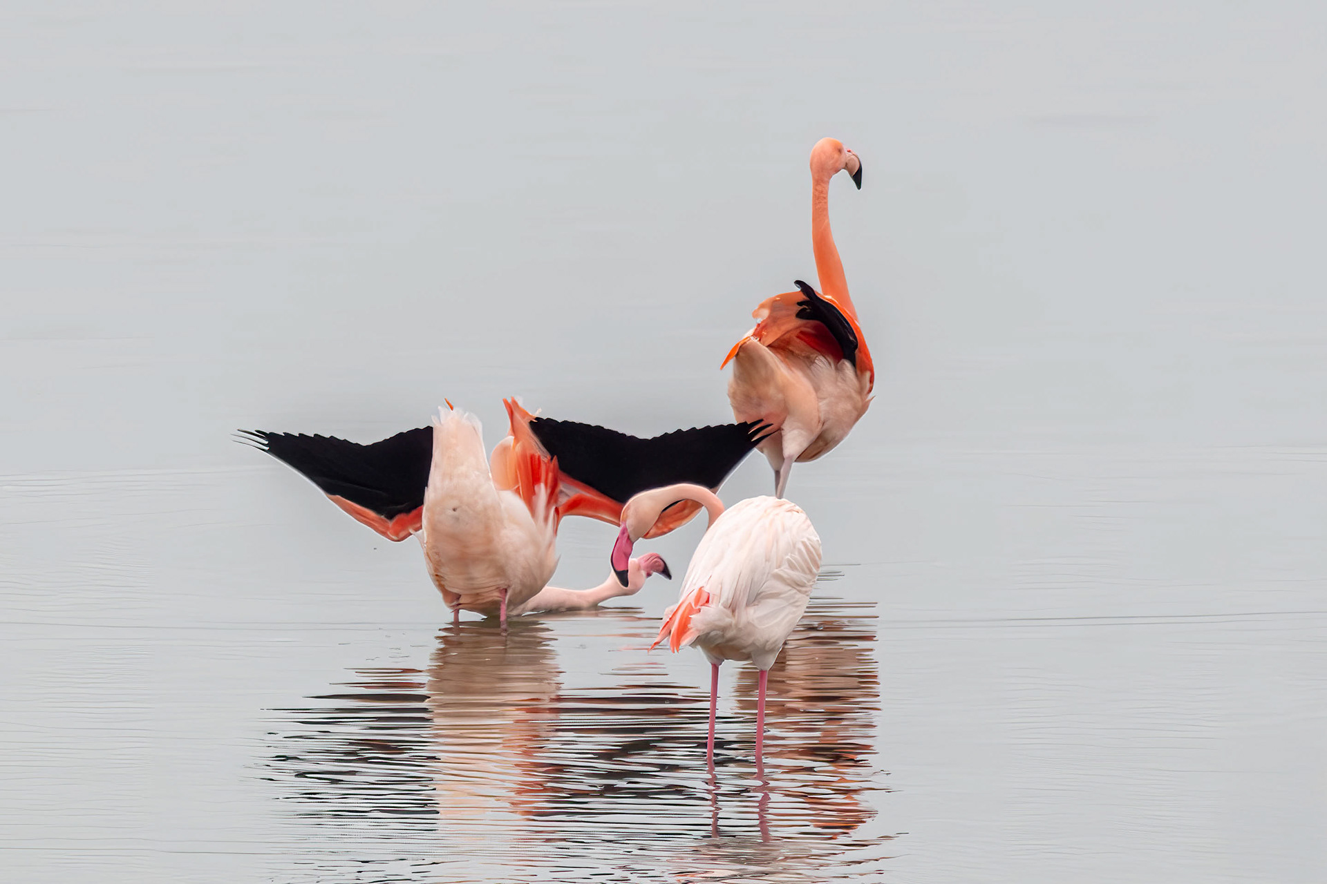 Baltshouding van de Flamingo