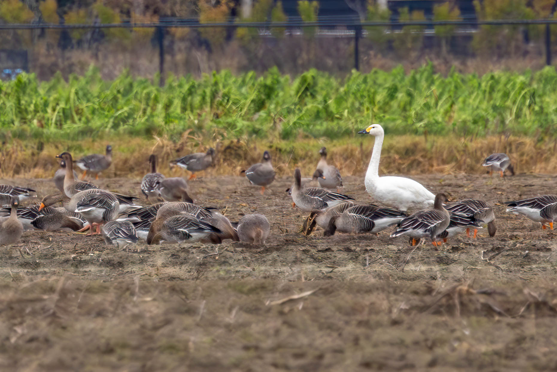 Kleine zwaan met Toendrarietganzen
