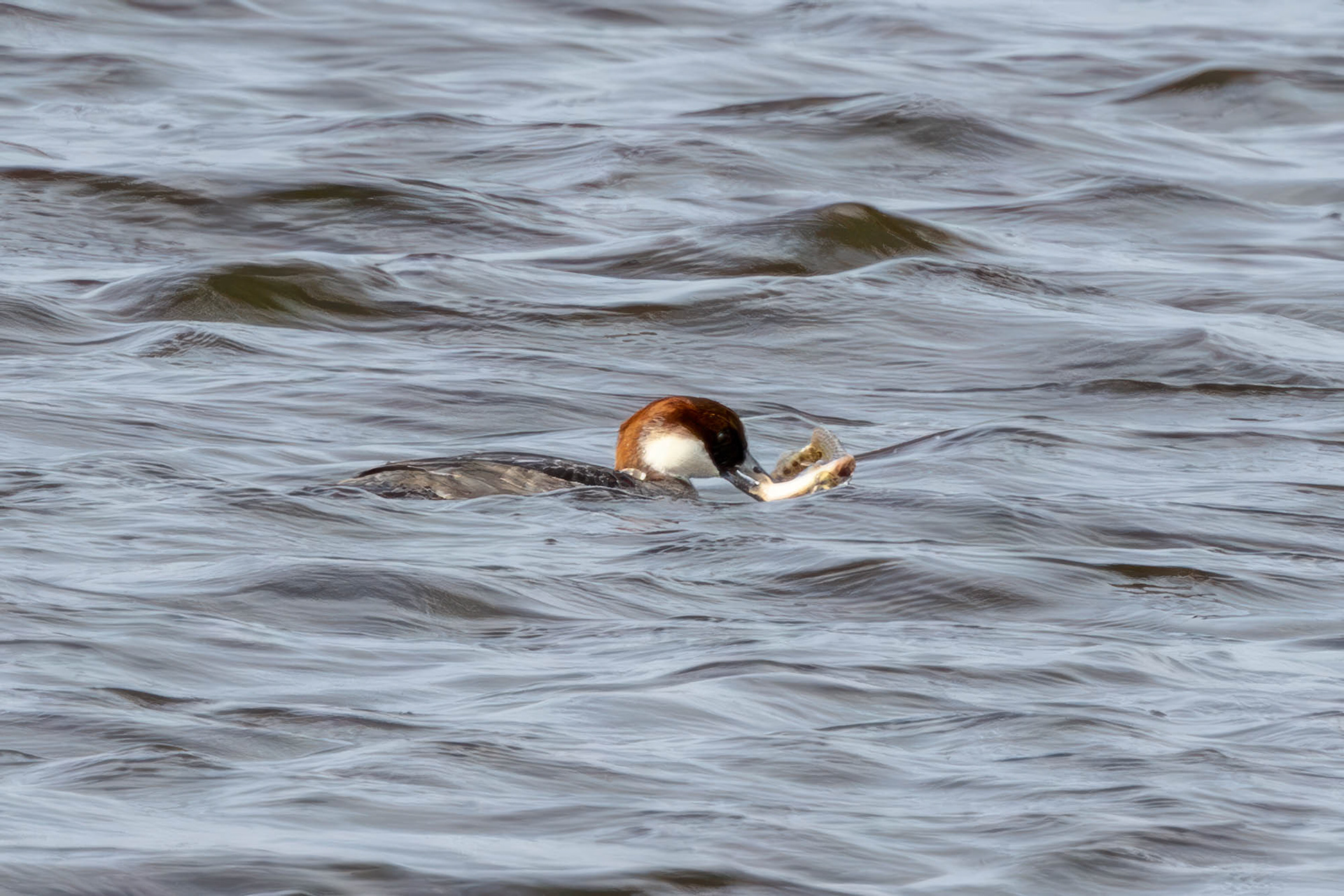 Nonnetje - vrouwtje met vis