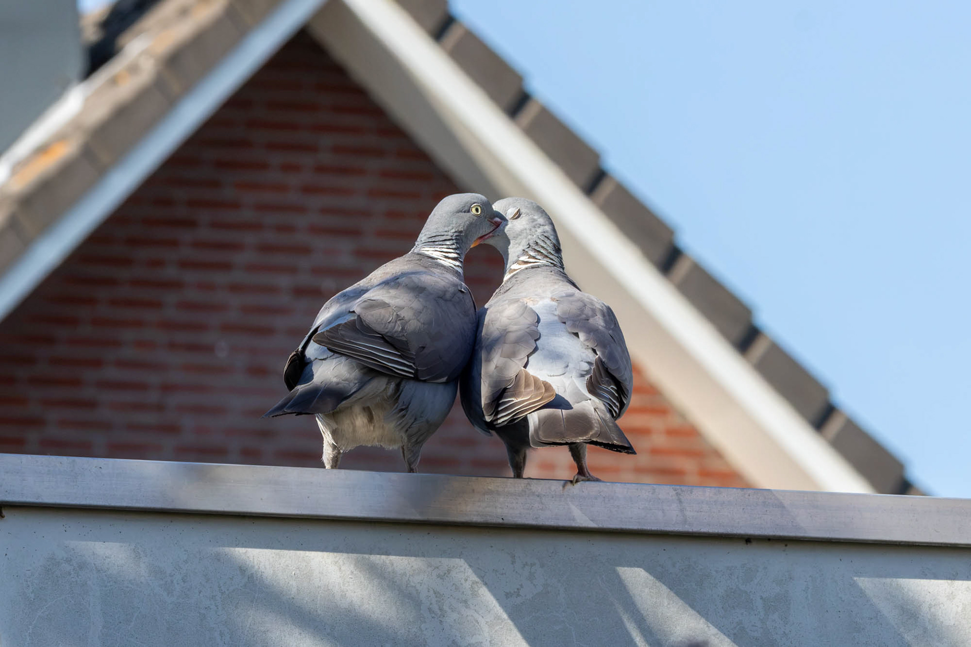 Houtduiven (voor… )