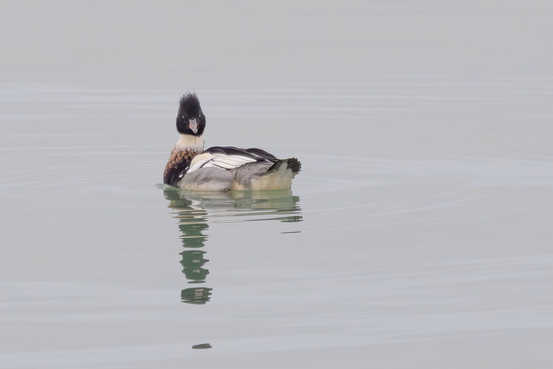 Middelste zaagbek, man